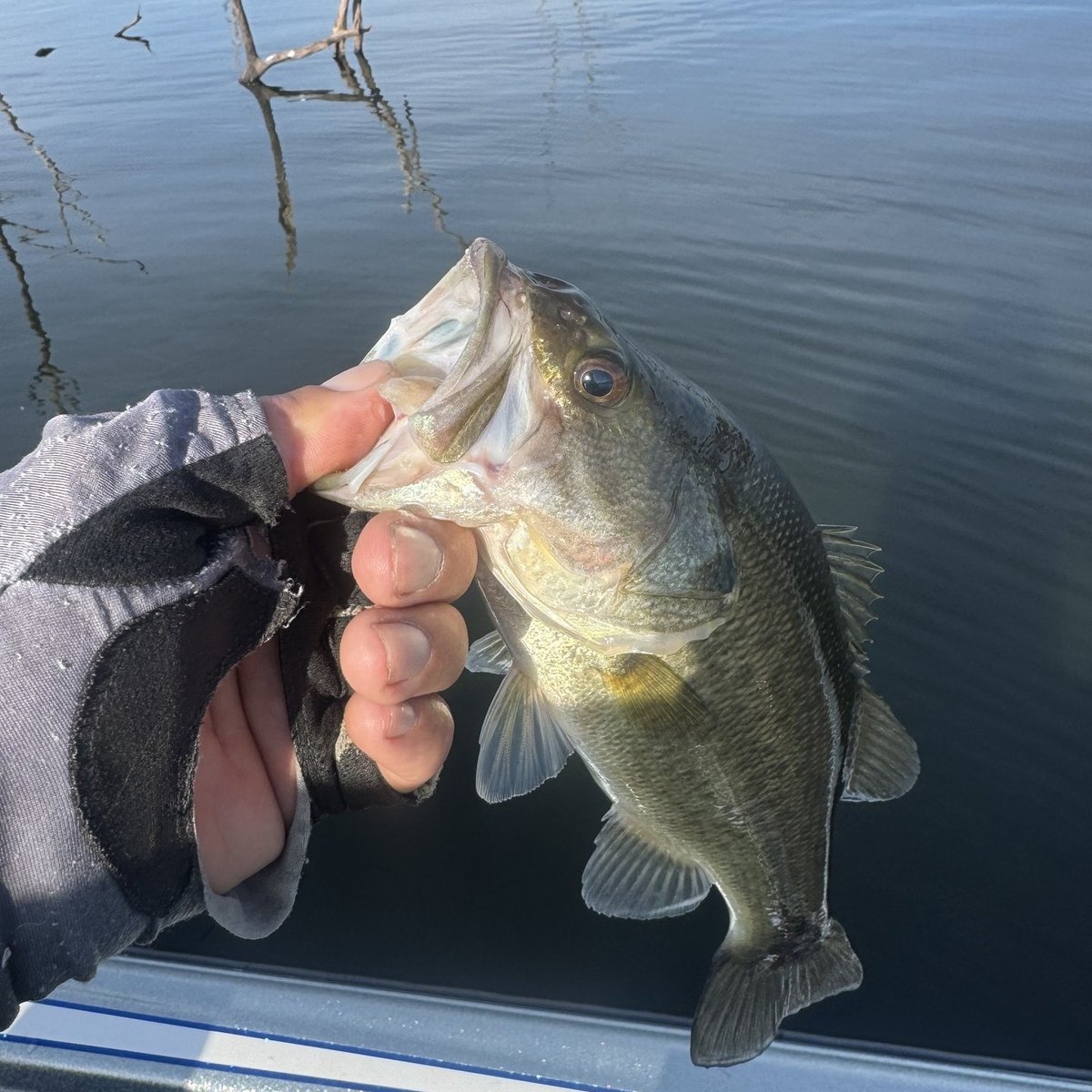 Largemouth Bass — Weight unknown