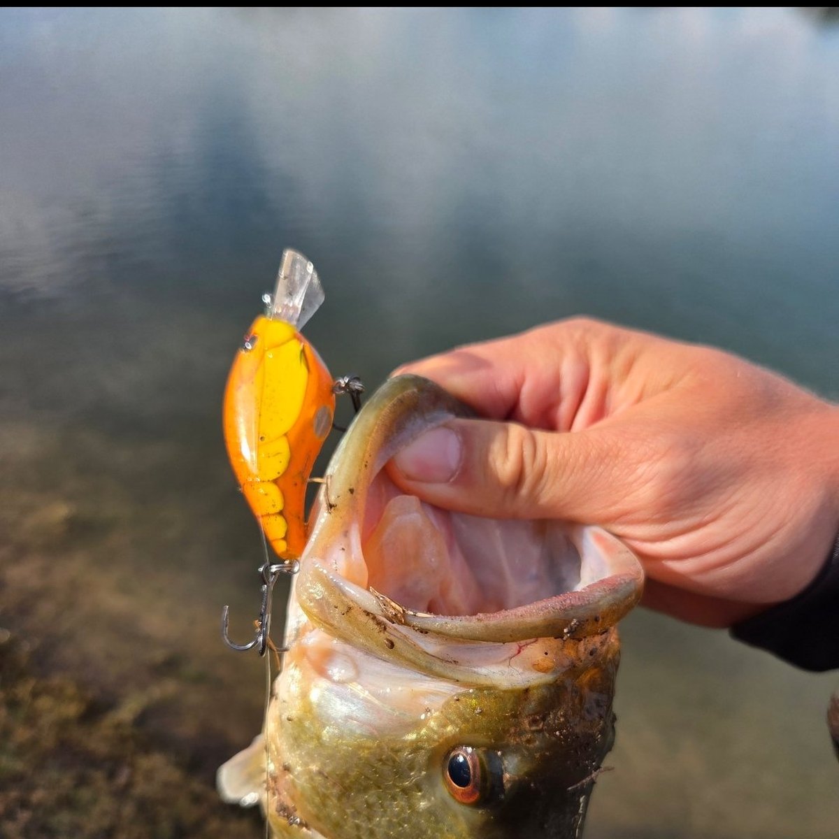 Largemouth Bass — 4 lbs