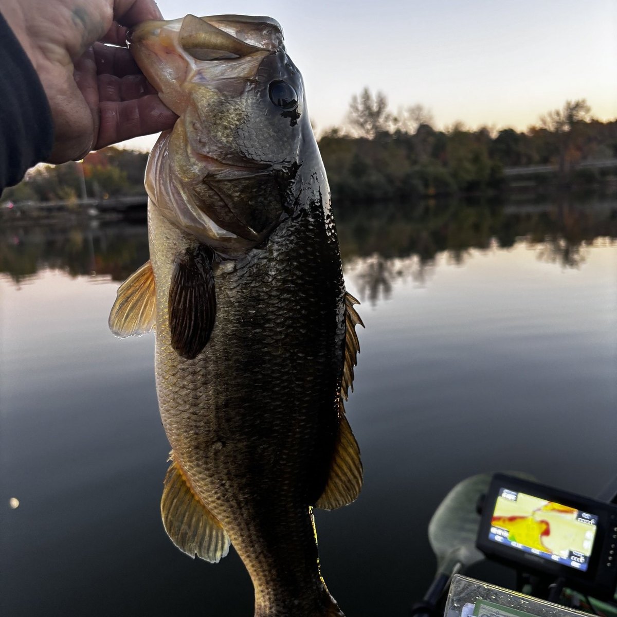 Largemouth Bass — Weight unknown