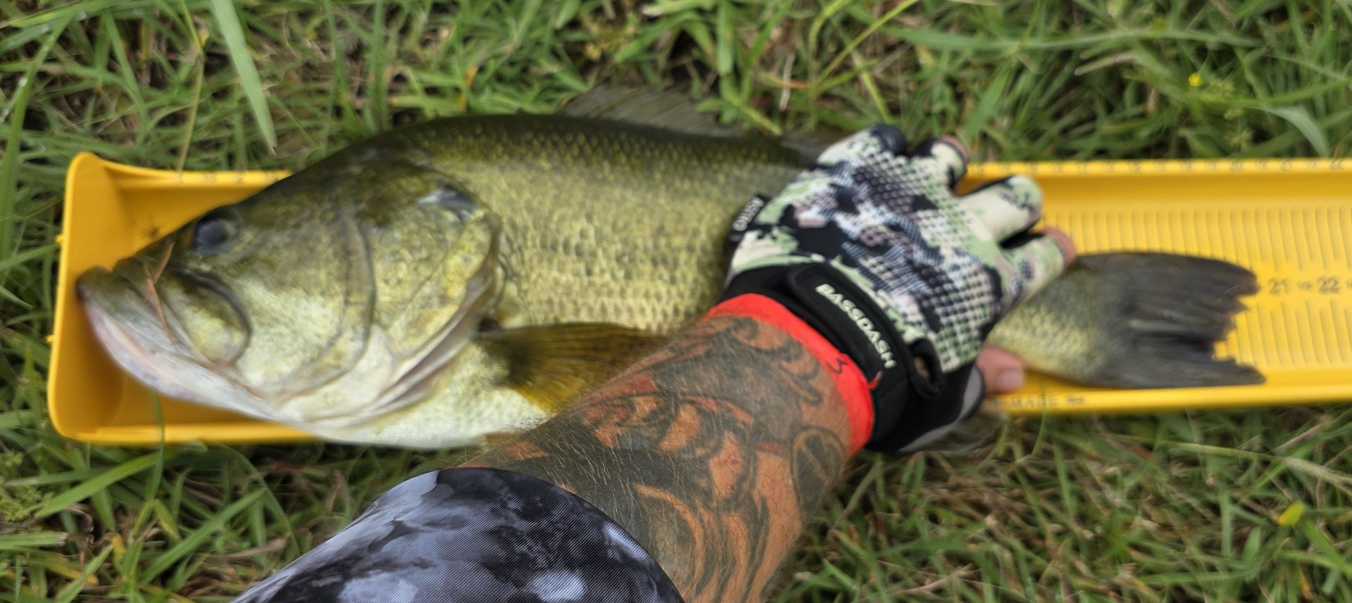 Largemouth Bass catch photo 2