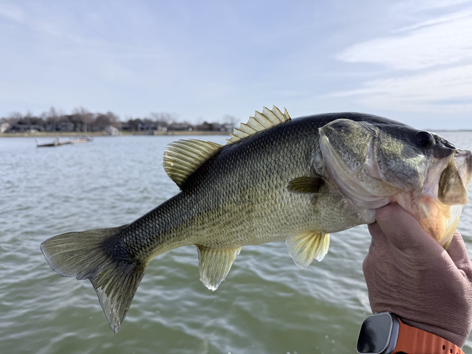 Largemouth Bass catch photo 1