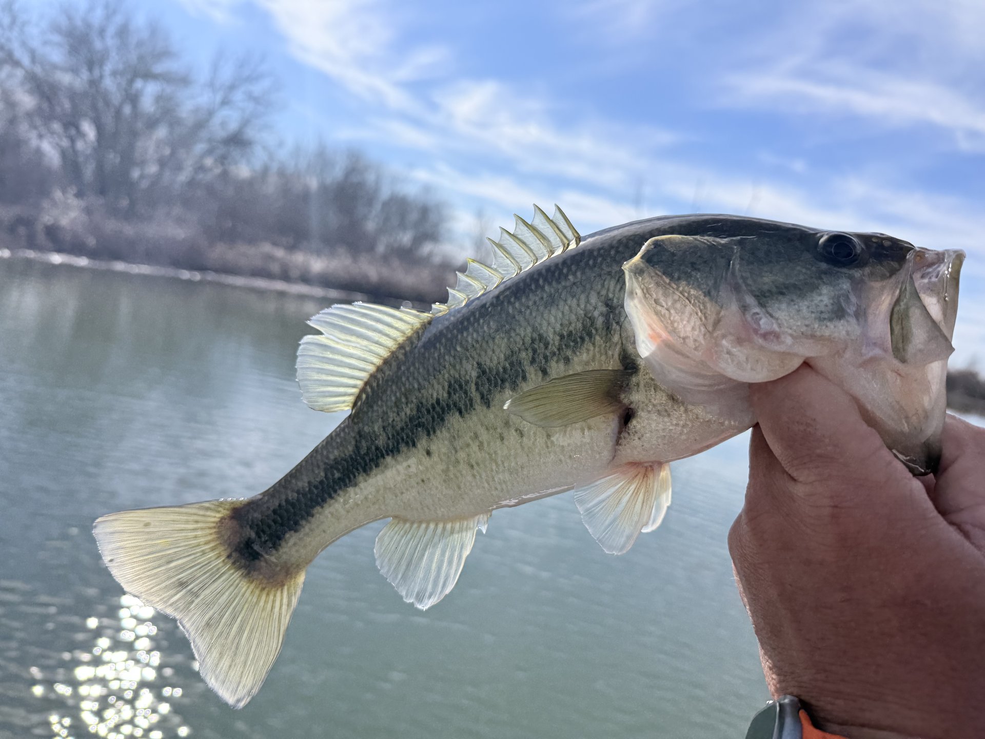 Largemouth Bass catch photo 1