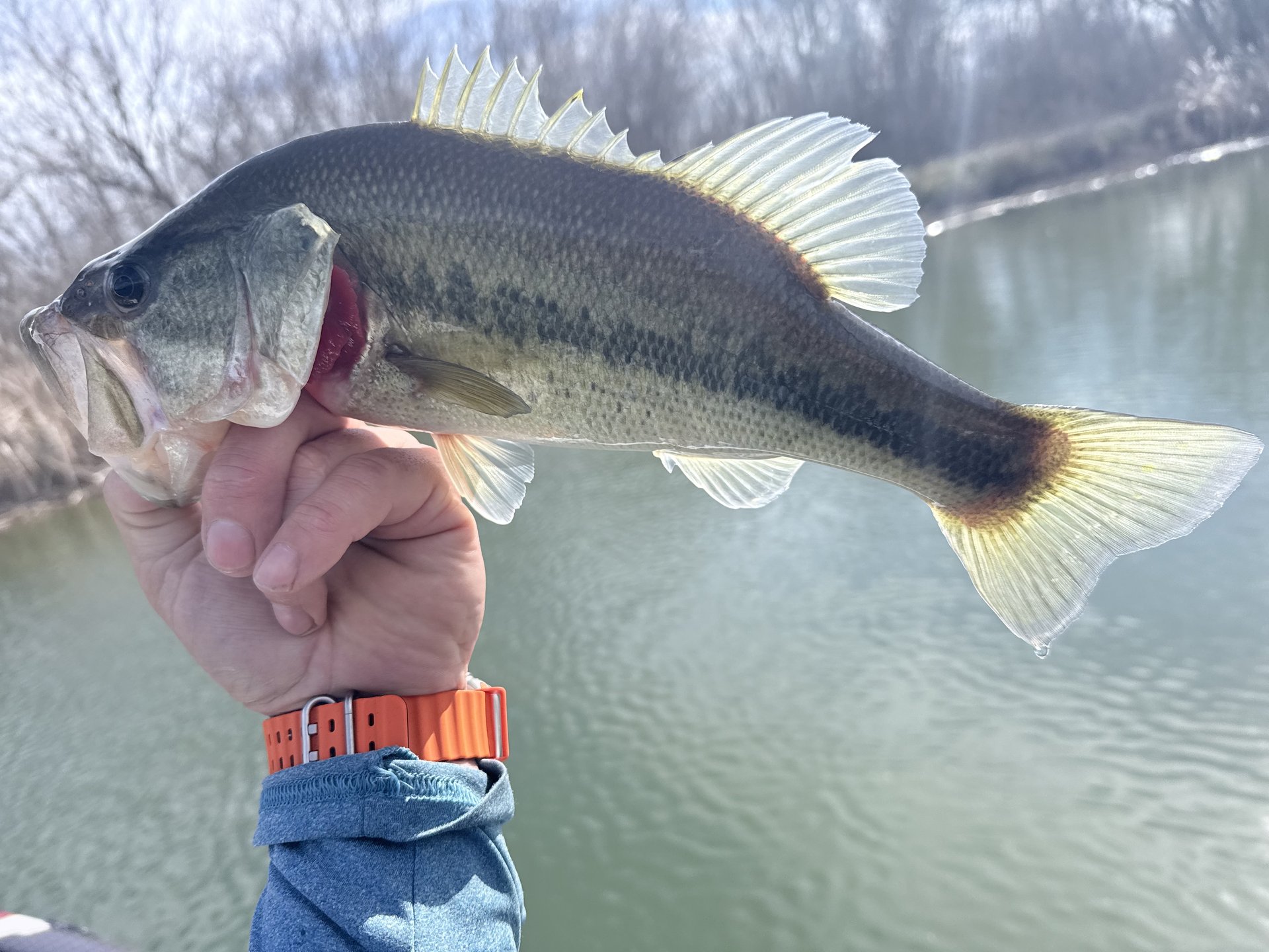 Largemouth Bass catch photo 1