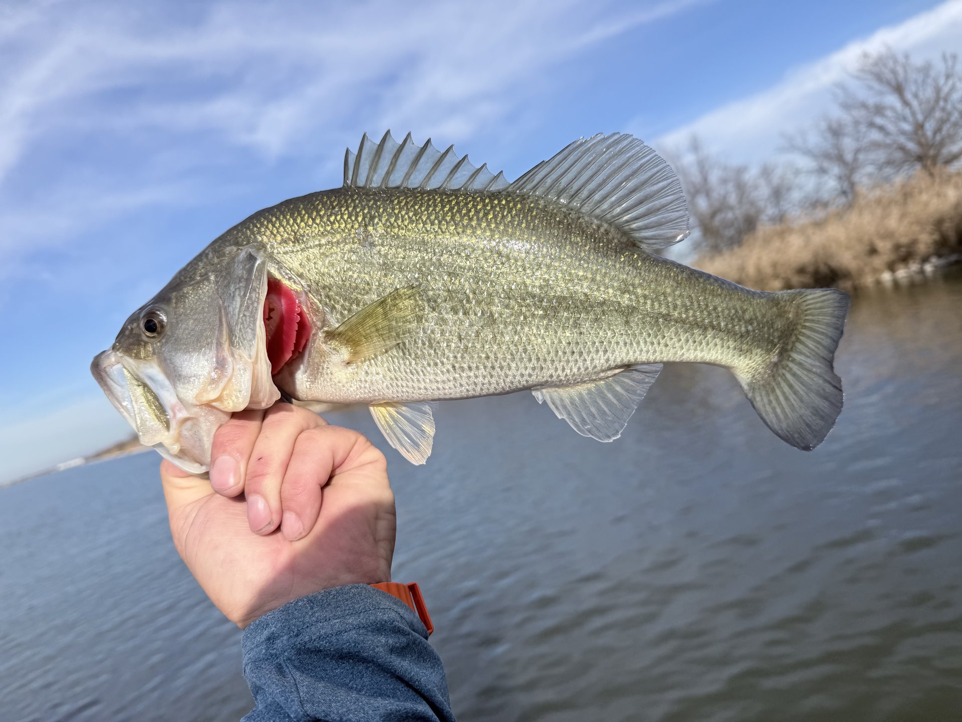 Largemouth Bass catch photo 1