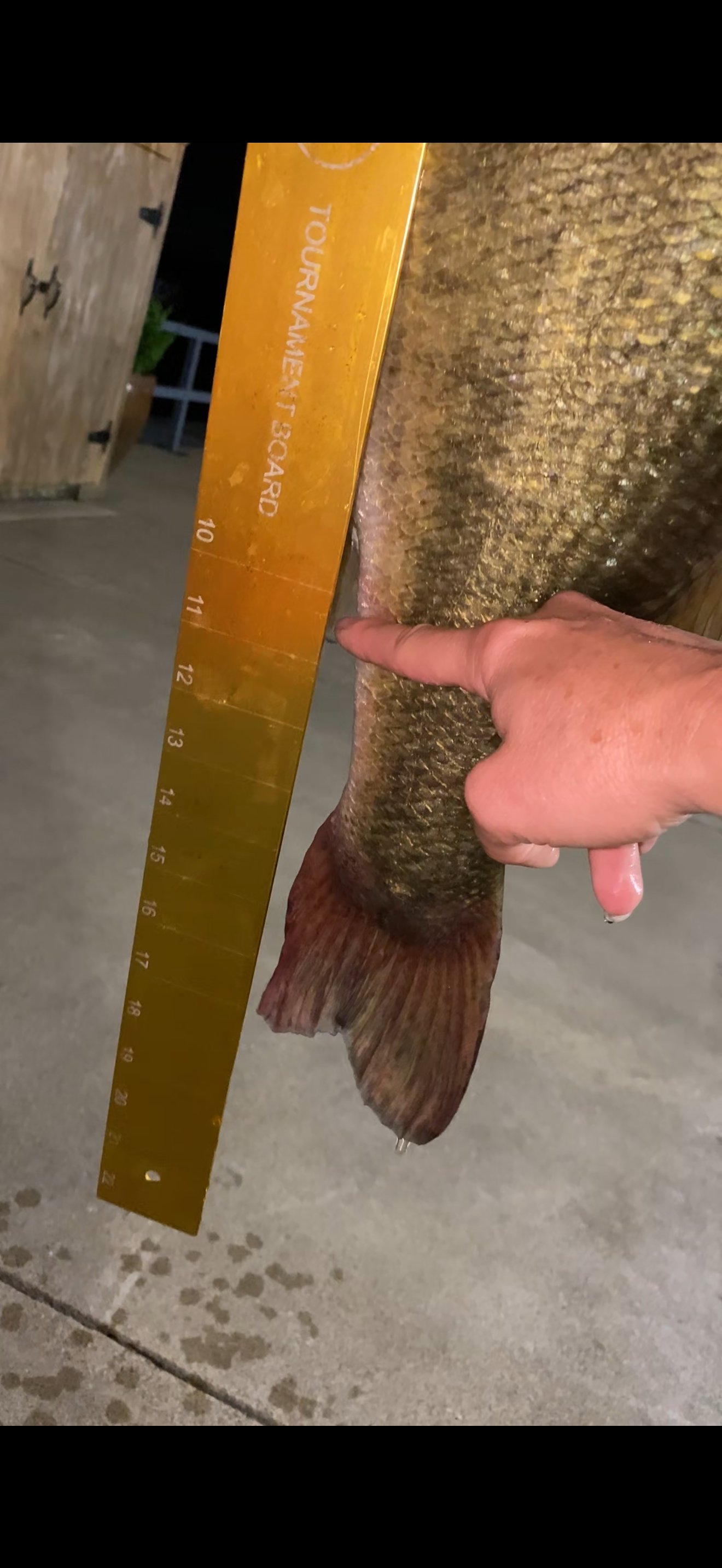 Largemouth Bass catch photo 3