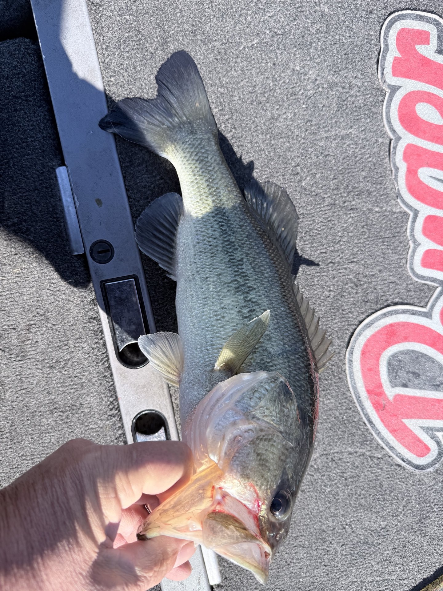 Largemouth Bass catch photo 1