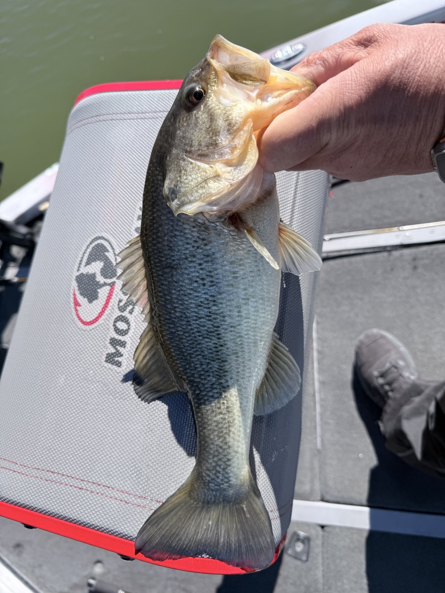 Largemouth Bass catch photo 1