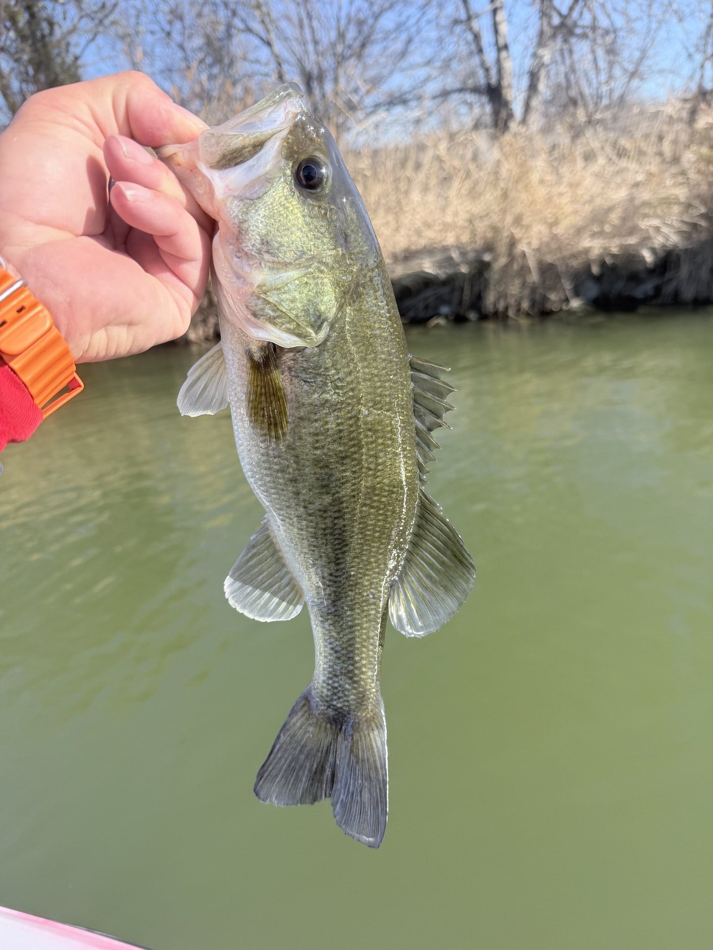 Largemouth Bass catch photo 1