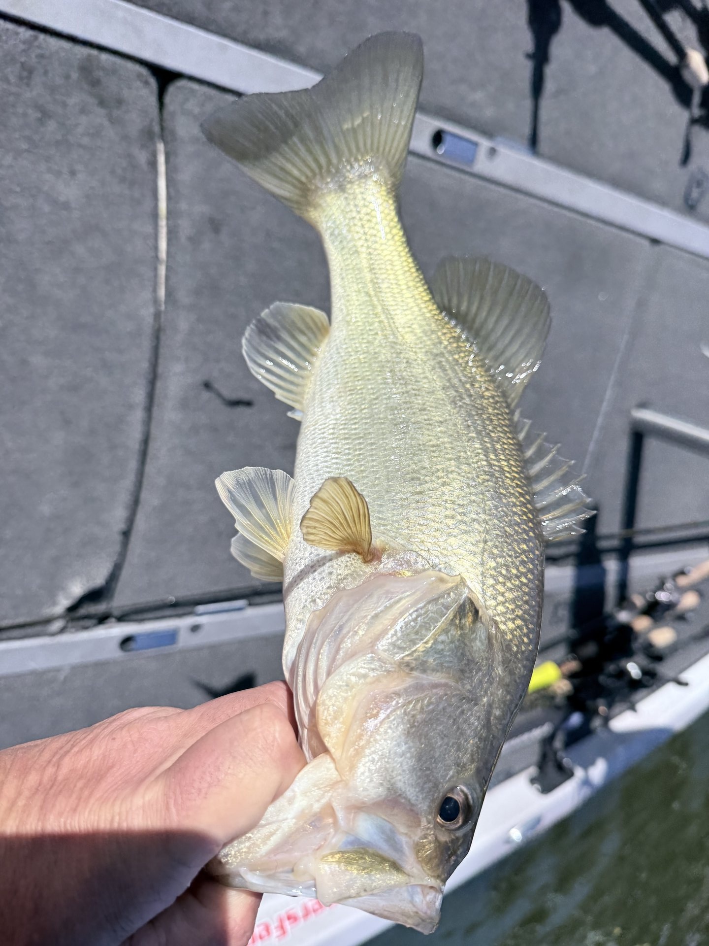 Largemouth Bass catch photo 1