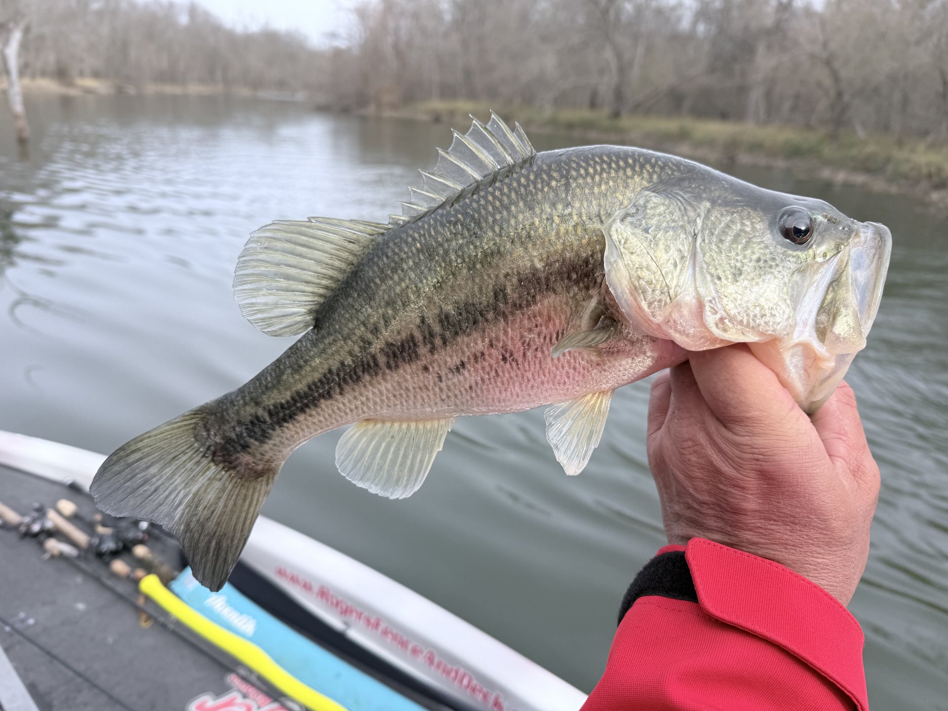 Largemouth Bass catch photo 1