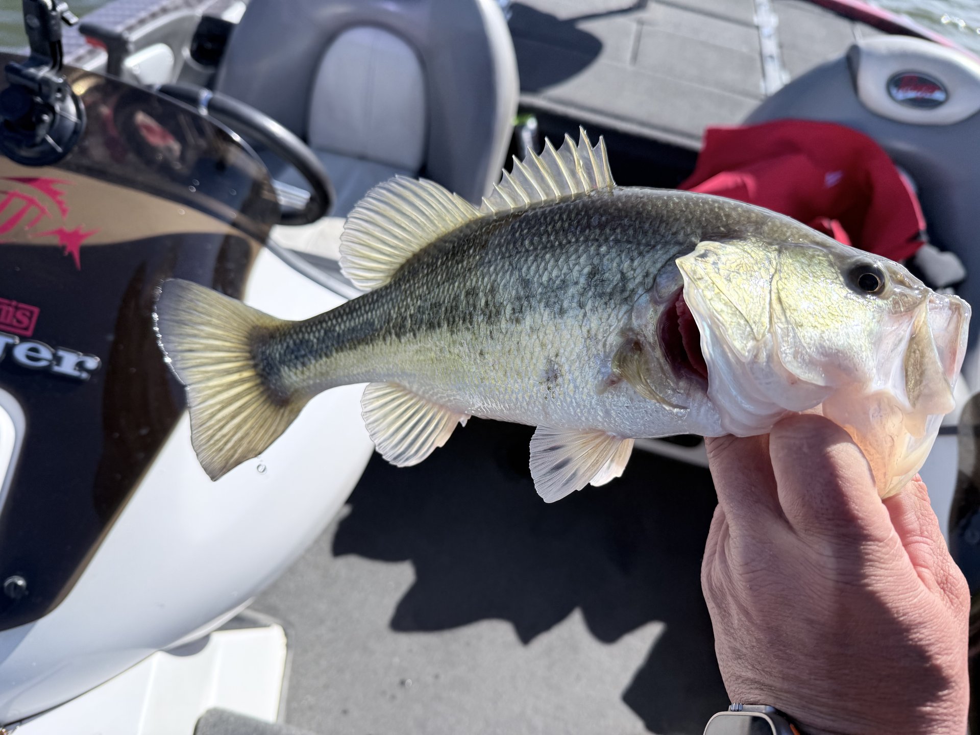 Largemouth Bass catch photo 1