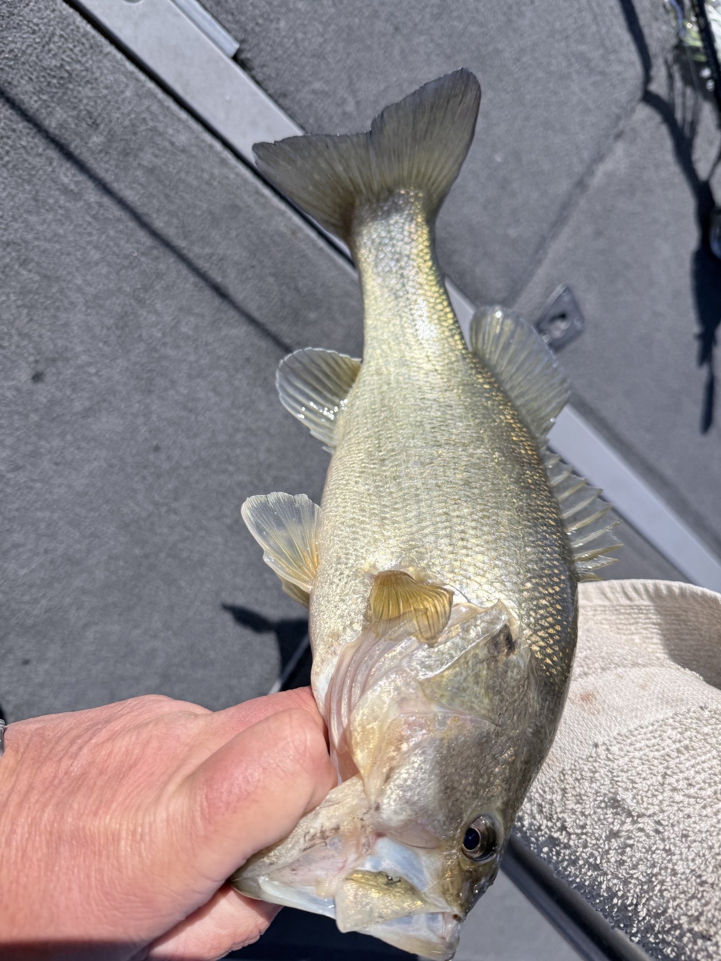 Largemouth Bass catch photo 1