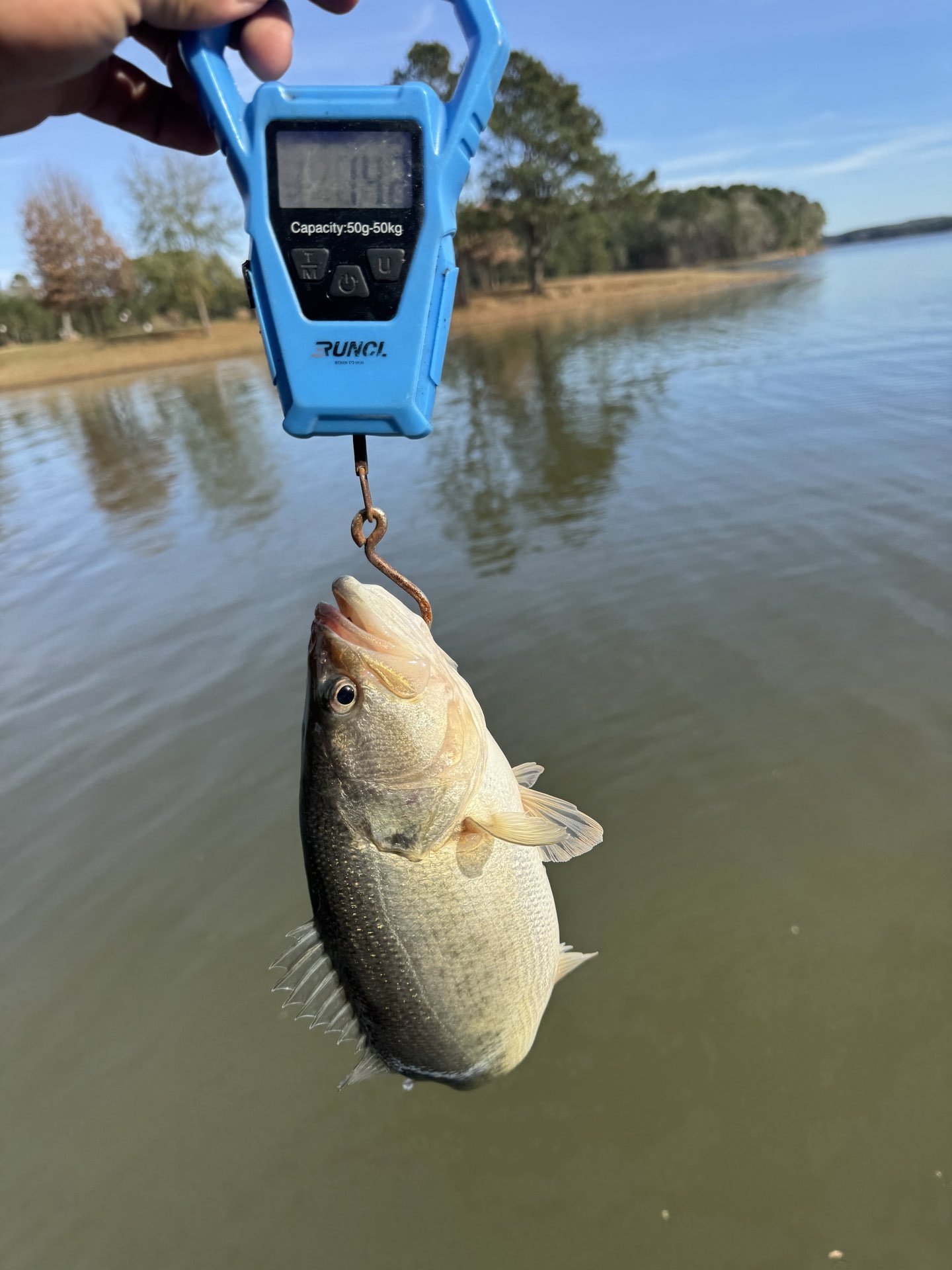 Largemouth Bass catch photo 2