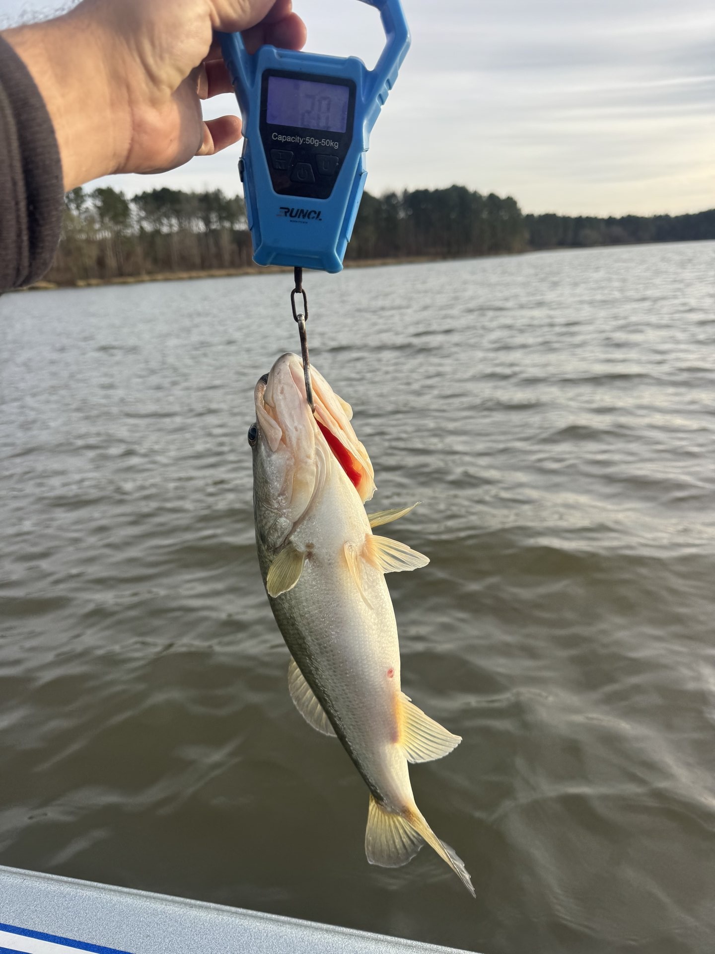 Largemouth Bass catch photo 2