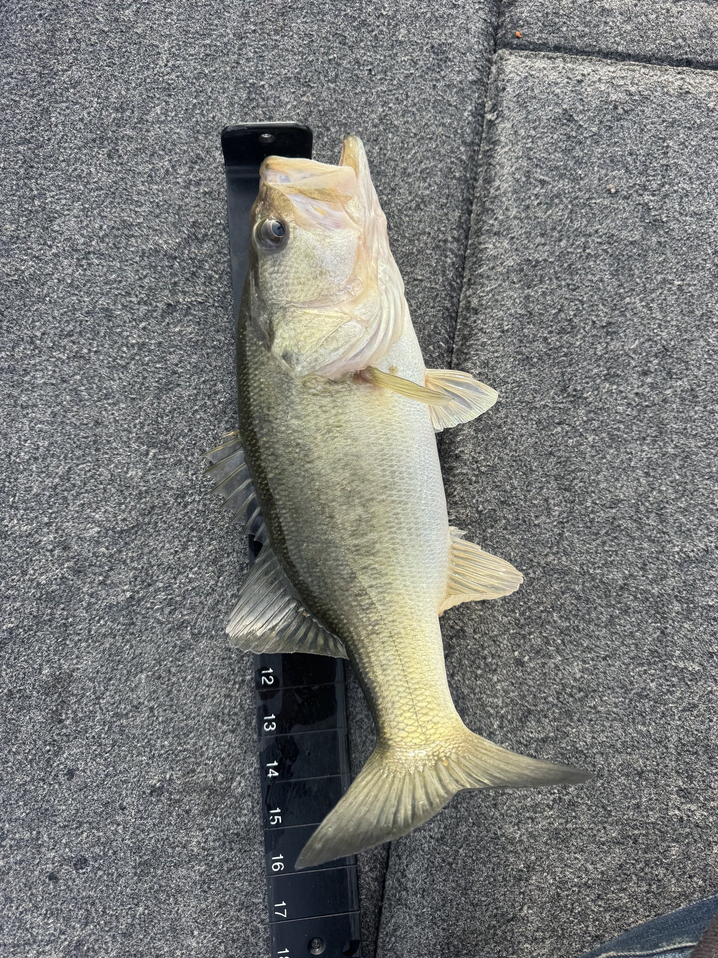 Largemouth Bass catch photo 3