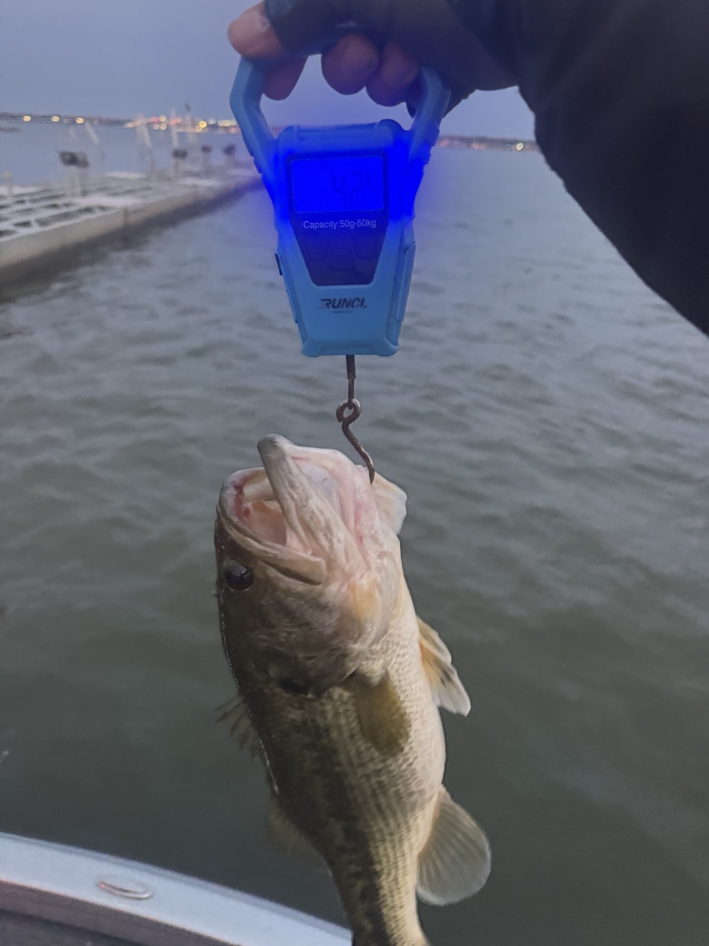 Largemouth Bass catch photo 2