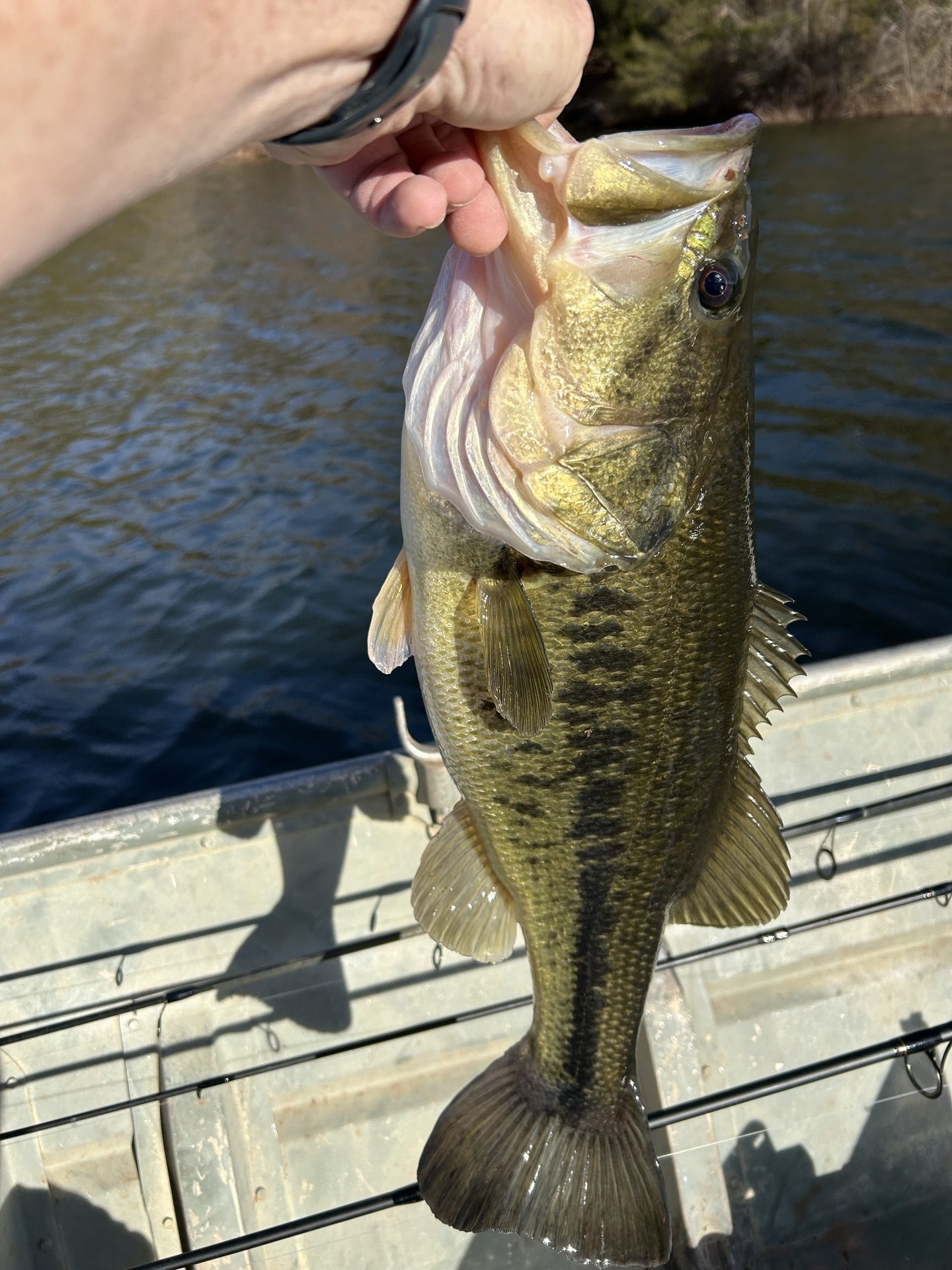 Largemouth Bass