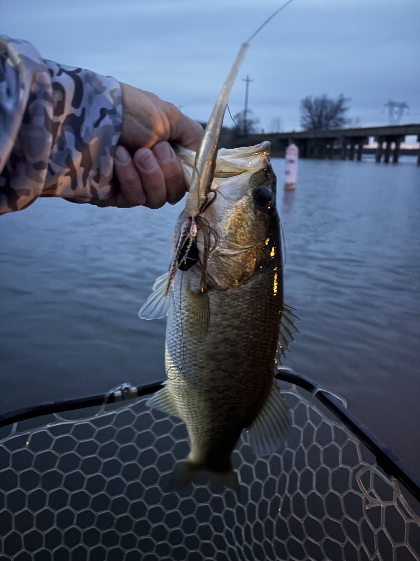 Largemouth Bass catch photo 1