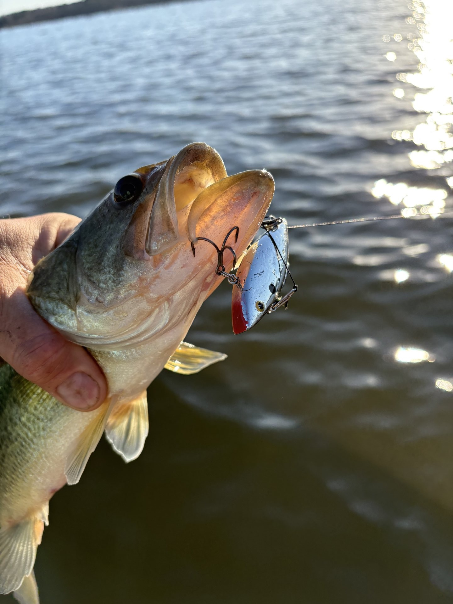 Largemouth Bass catch photo 1