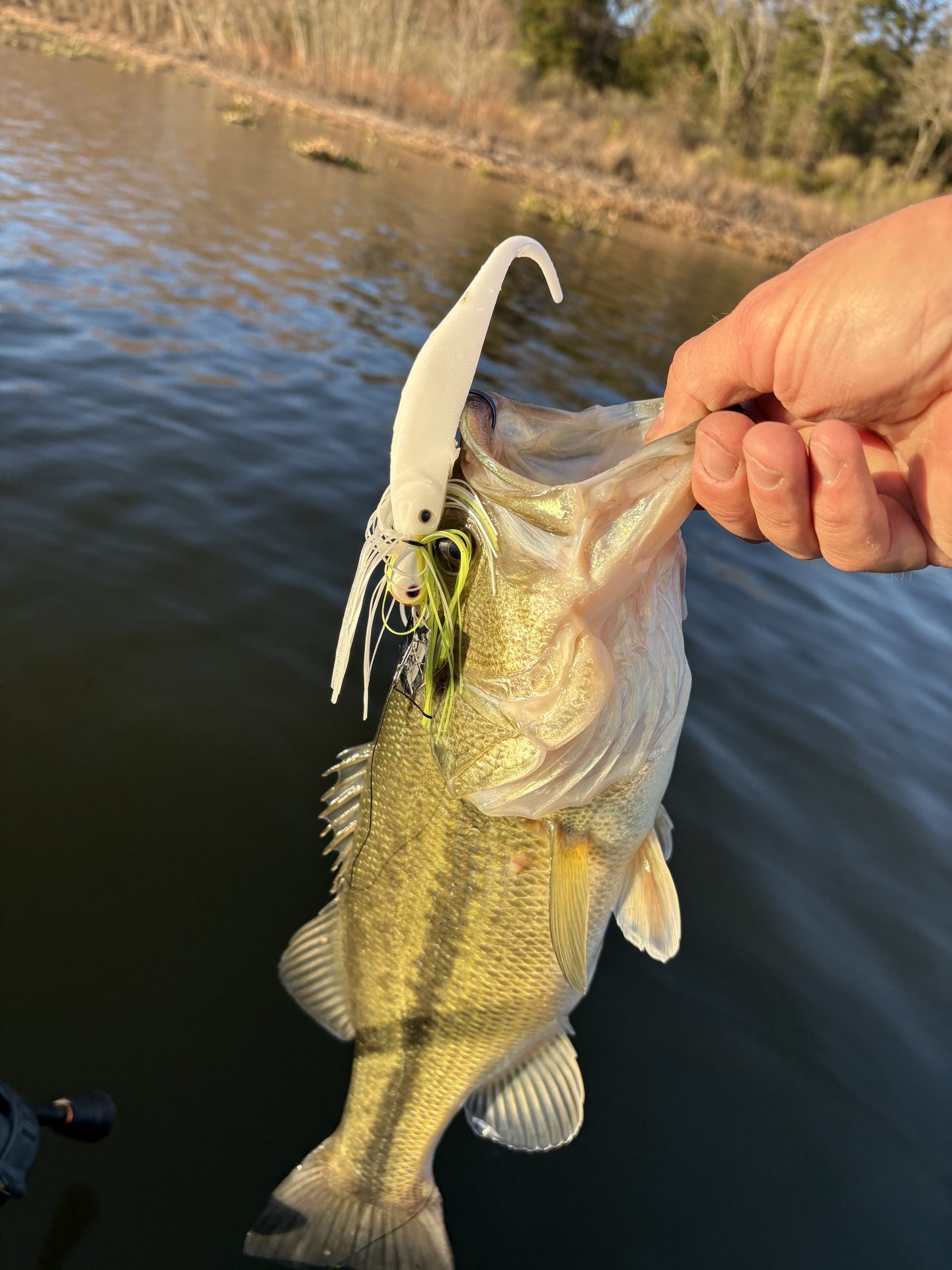 Largemouth Bass catch photo 1