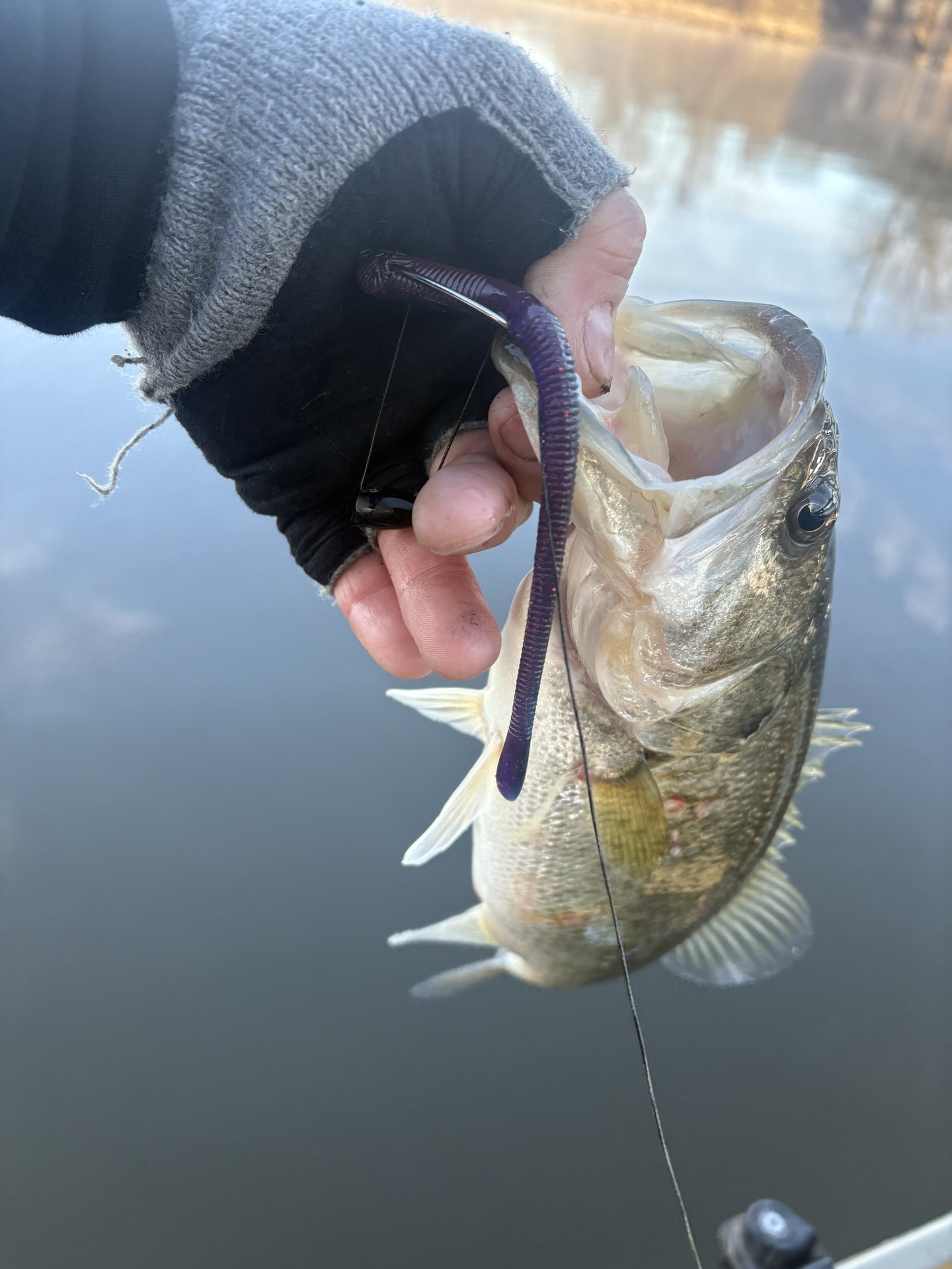 Largemouth Bass catch photo 1