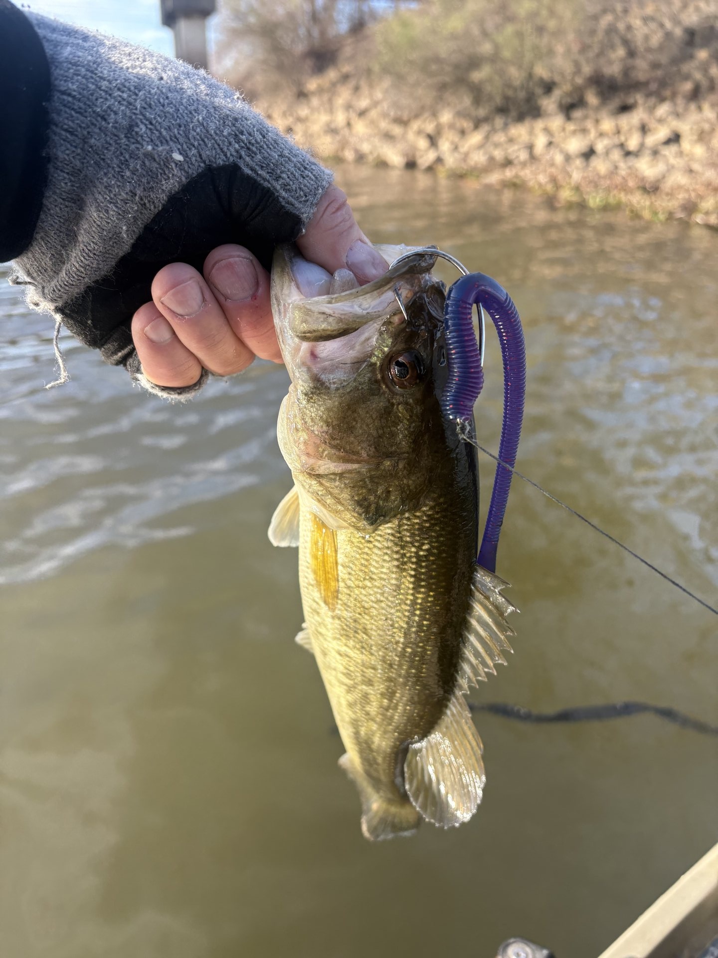 Largemouth Bass catch photo 1