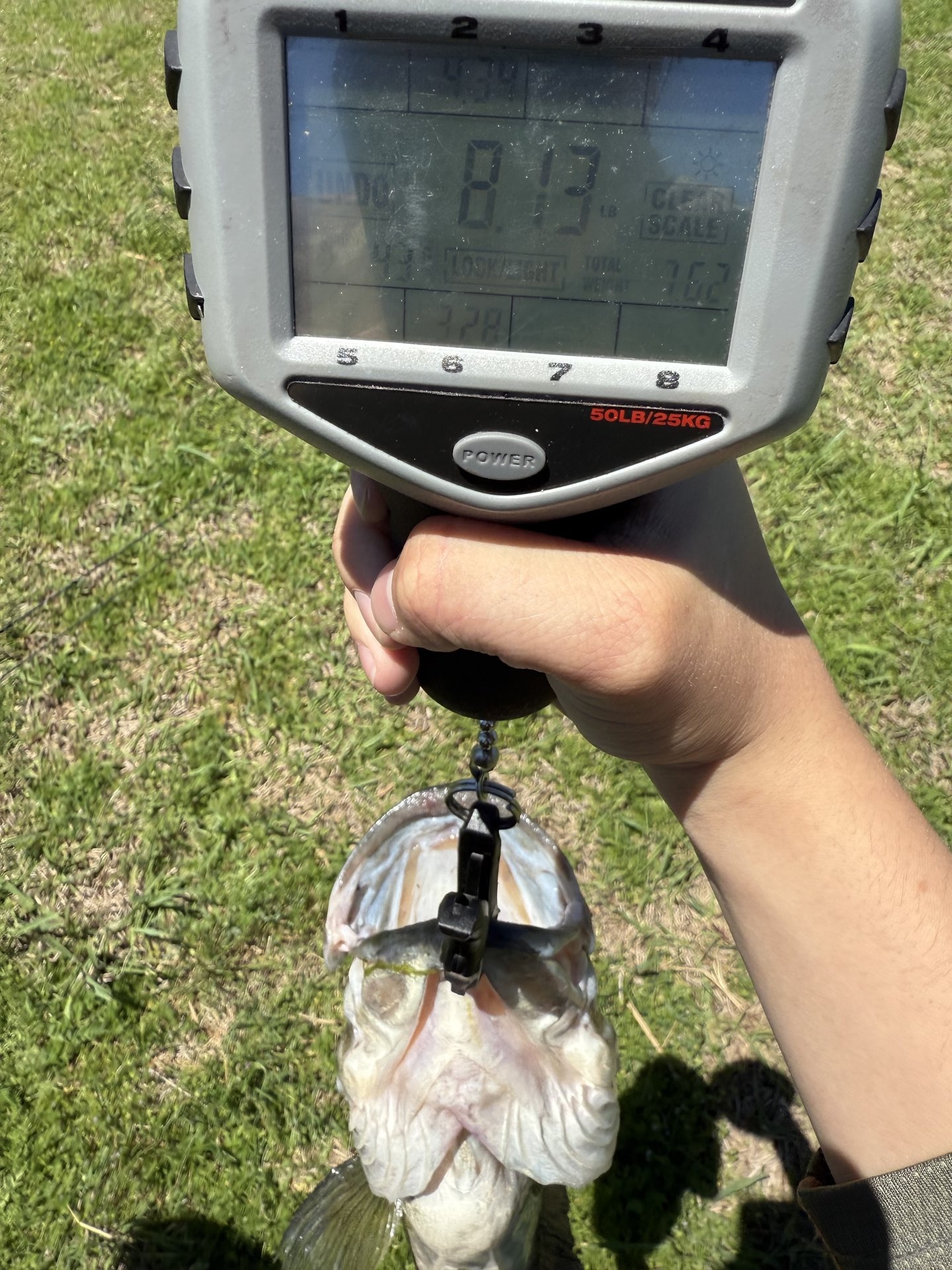 Largemouth Bass catch photo 2