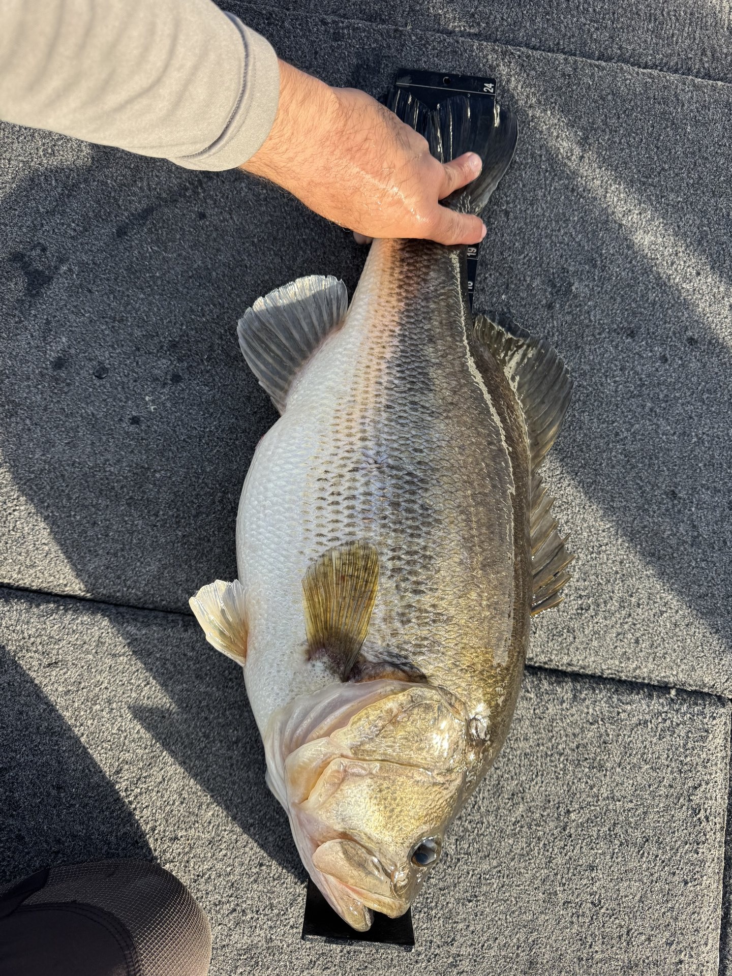 Largemouth Bass