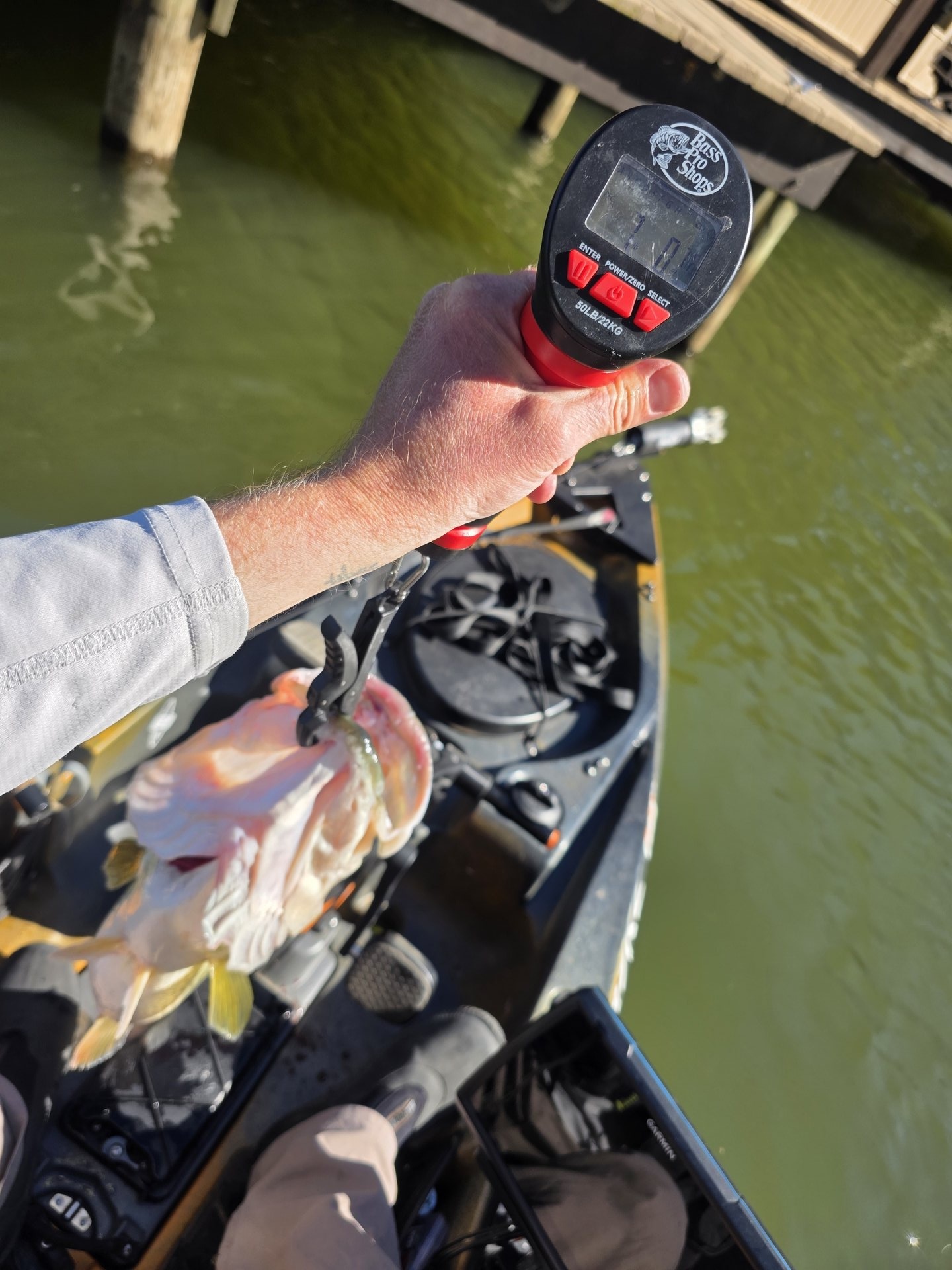 Largemouth Bass