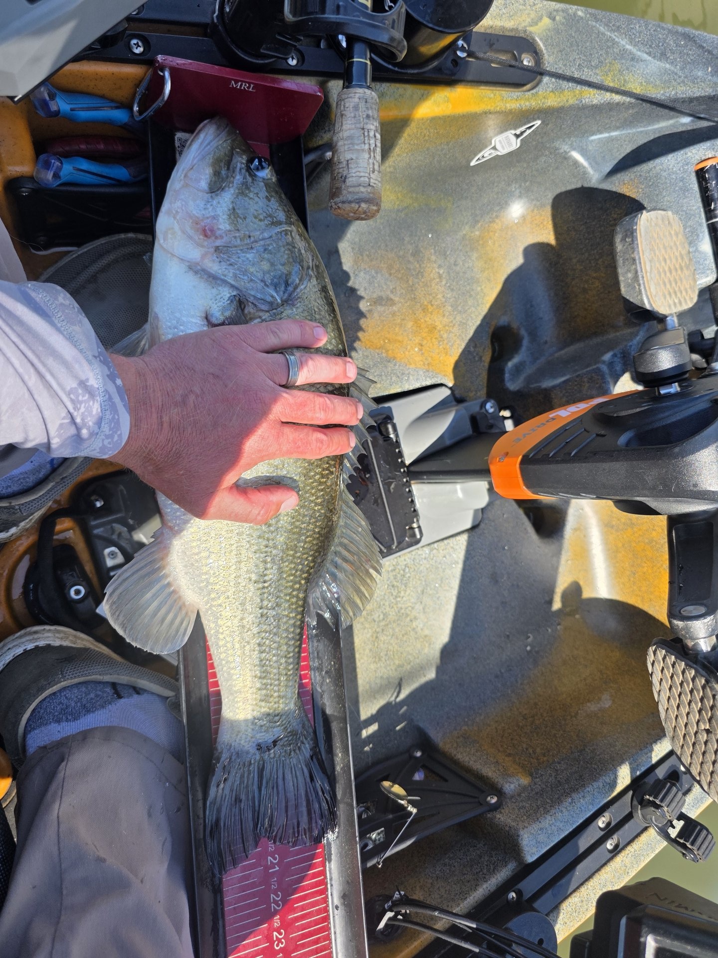 Largemouth Bass catch photo 1