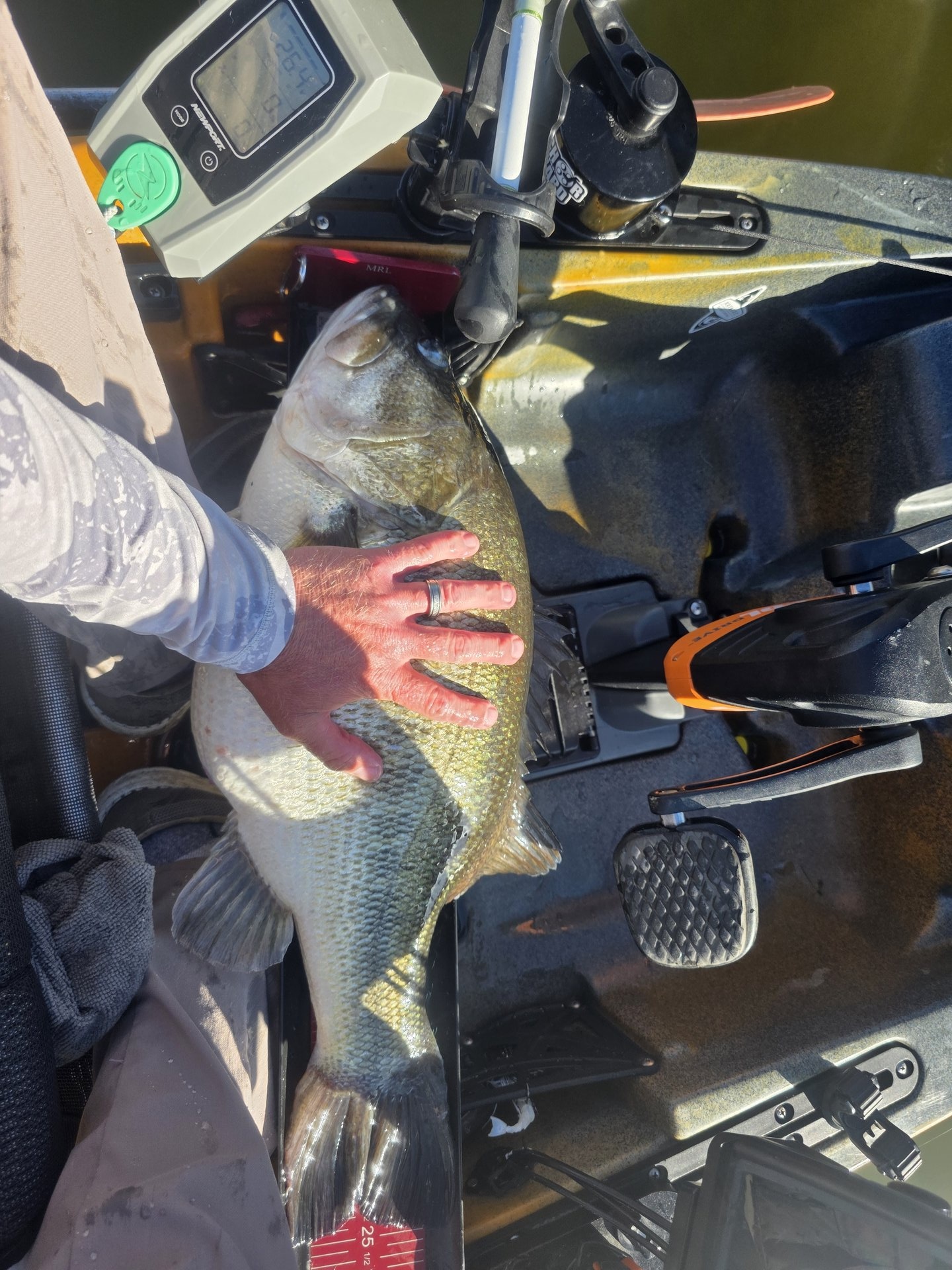 Largemouth Bass