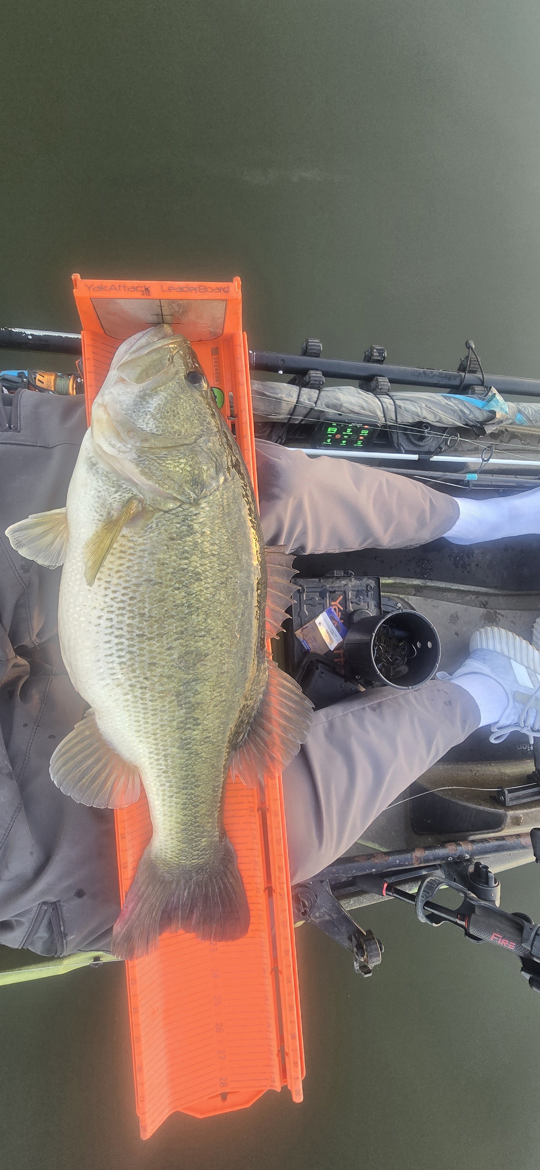 Largemouth Bass