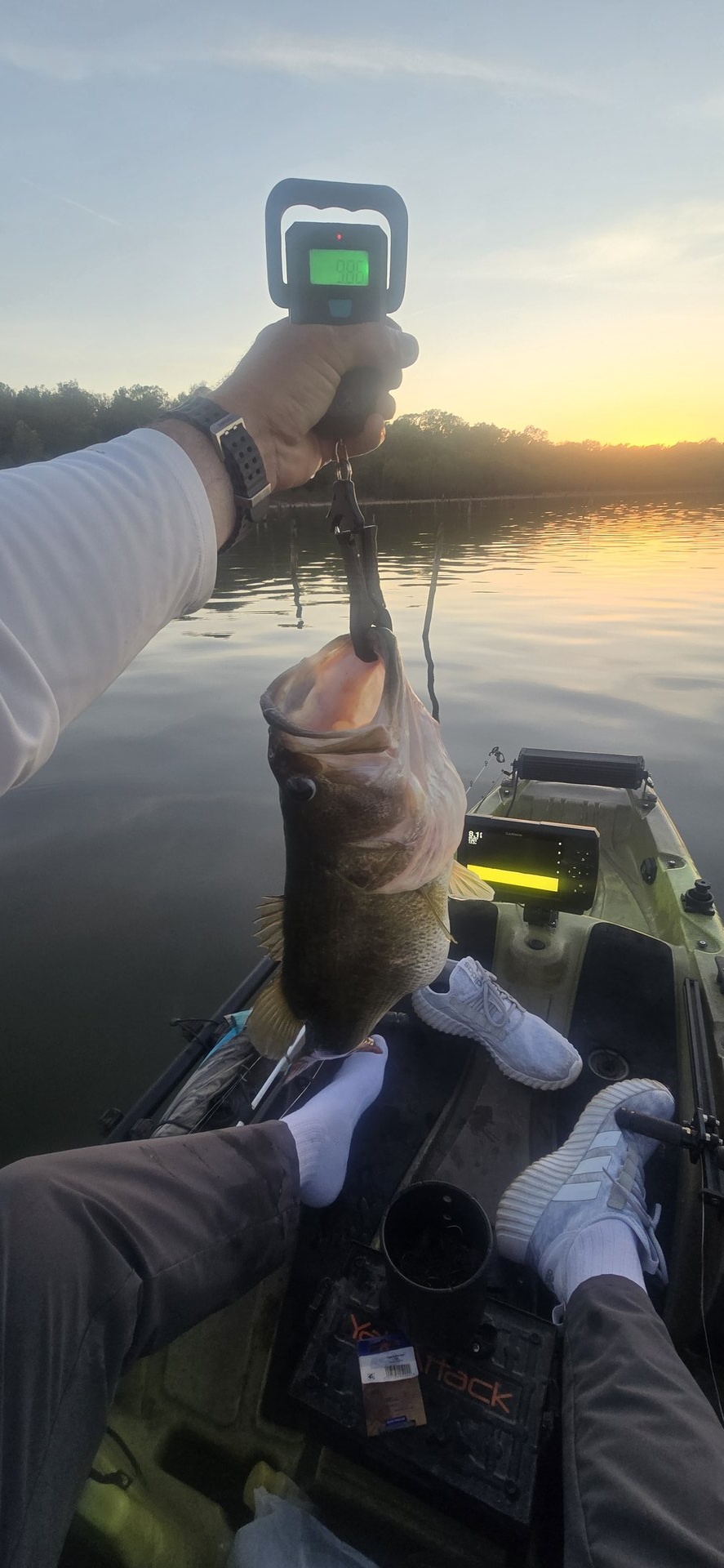 Largemouth Bass
