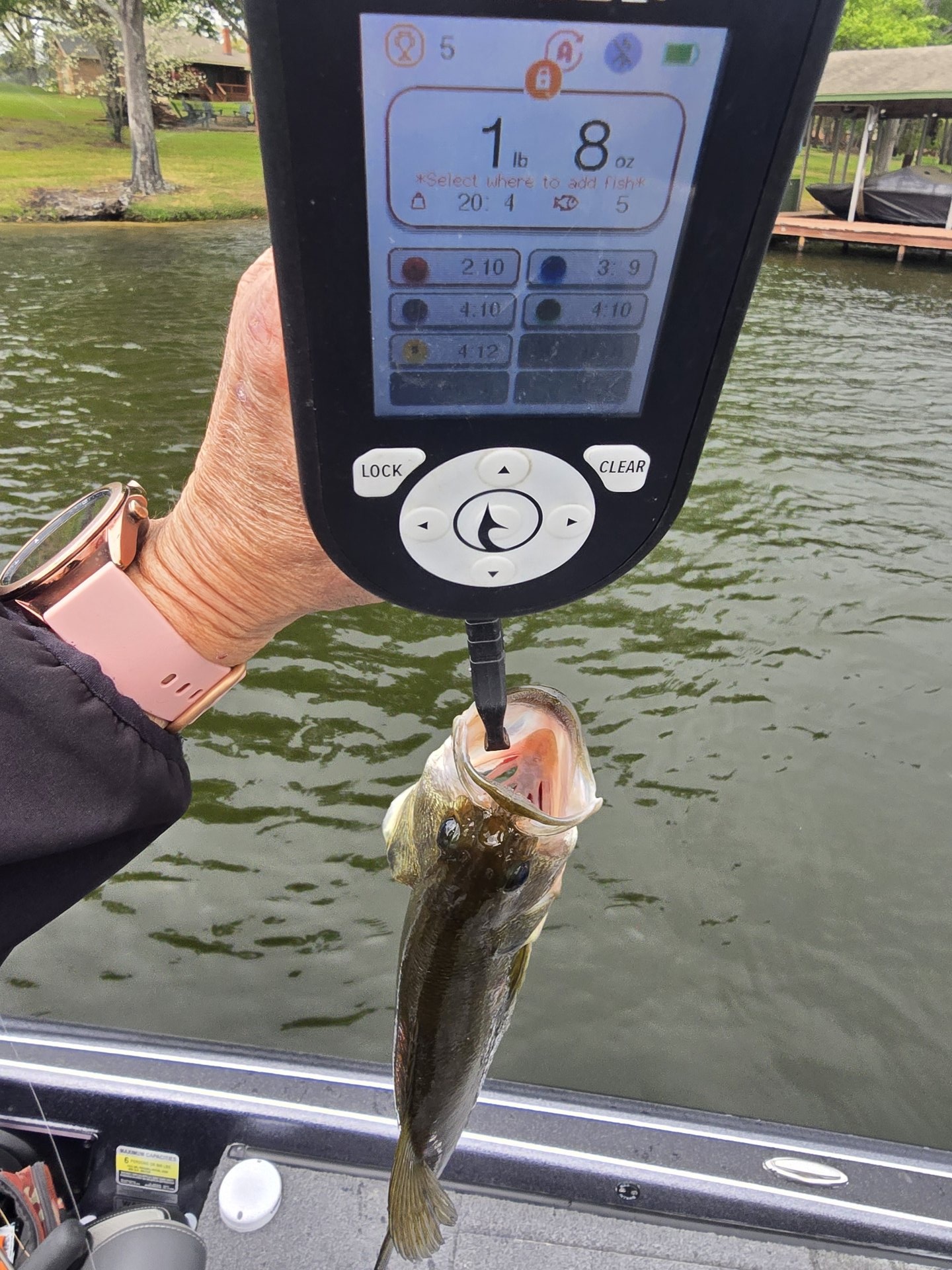 Coley · Fish on Scale