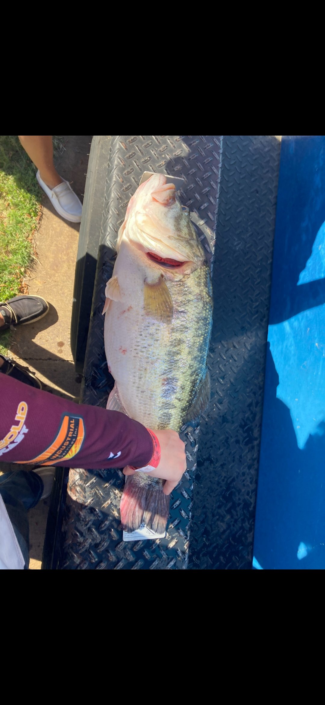 Largemouth Bass