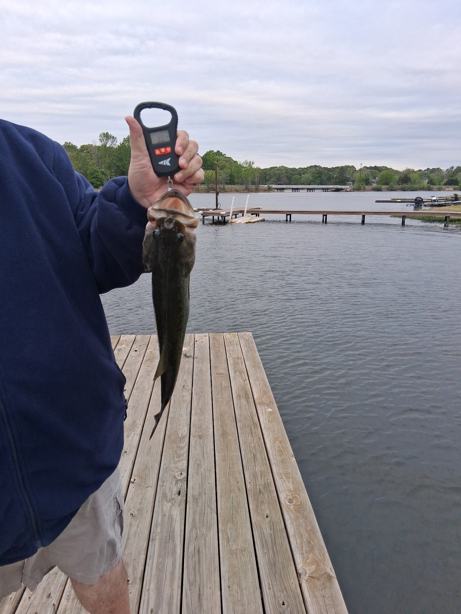Largemouth Bass catch photo 2