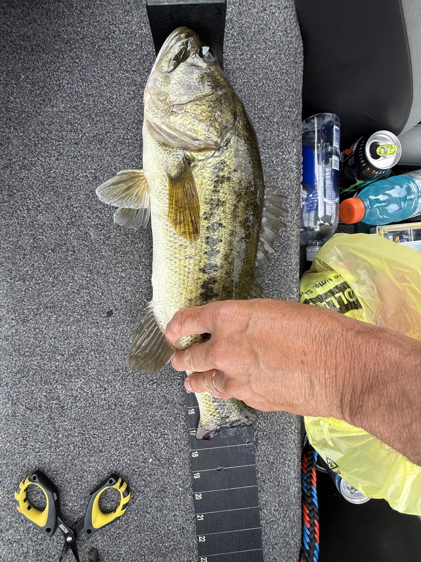Dan Fay · Fish on Measuring Board