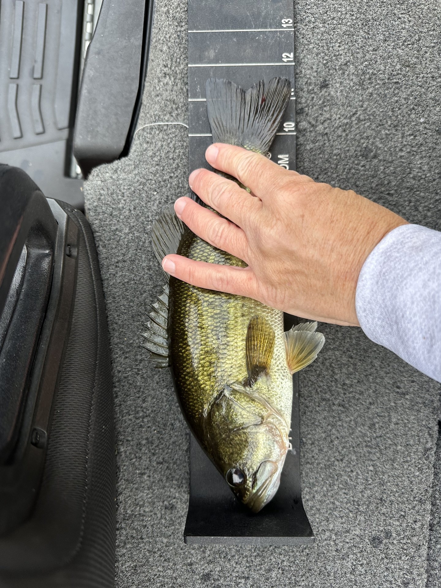 Largemouth Bass catch photo 3