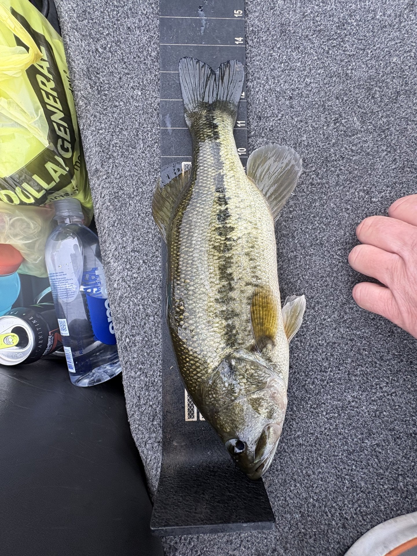 Jason Adcock · Fish on Measuring Board