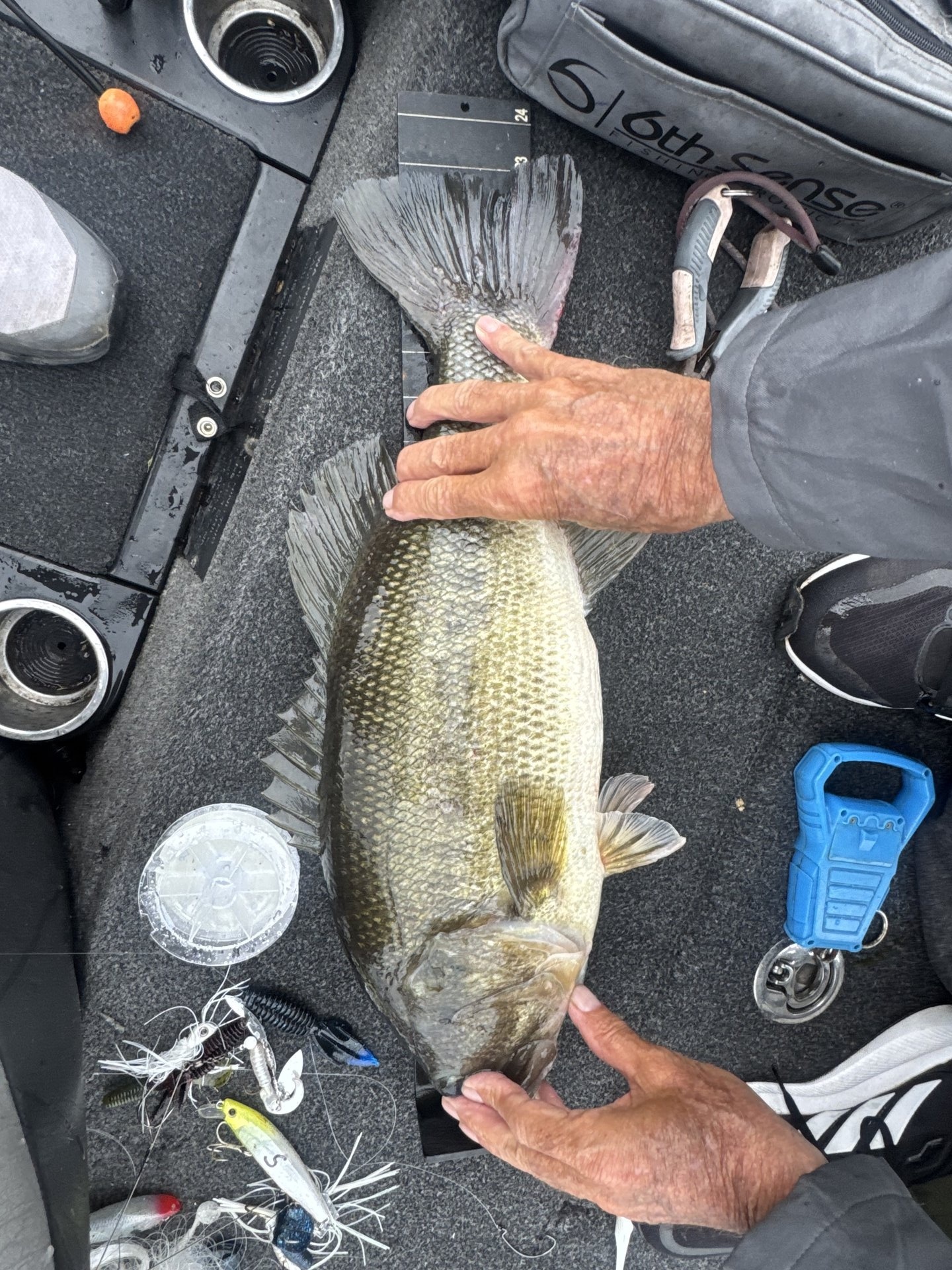Largemouth Bass