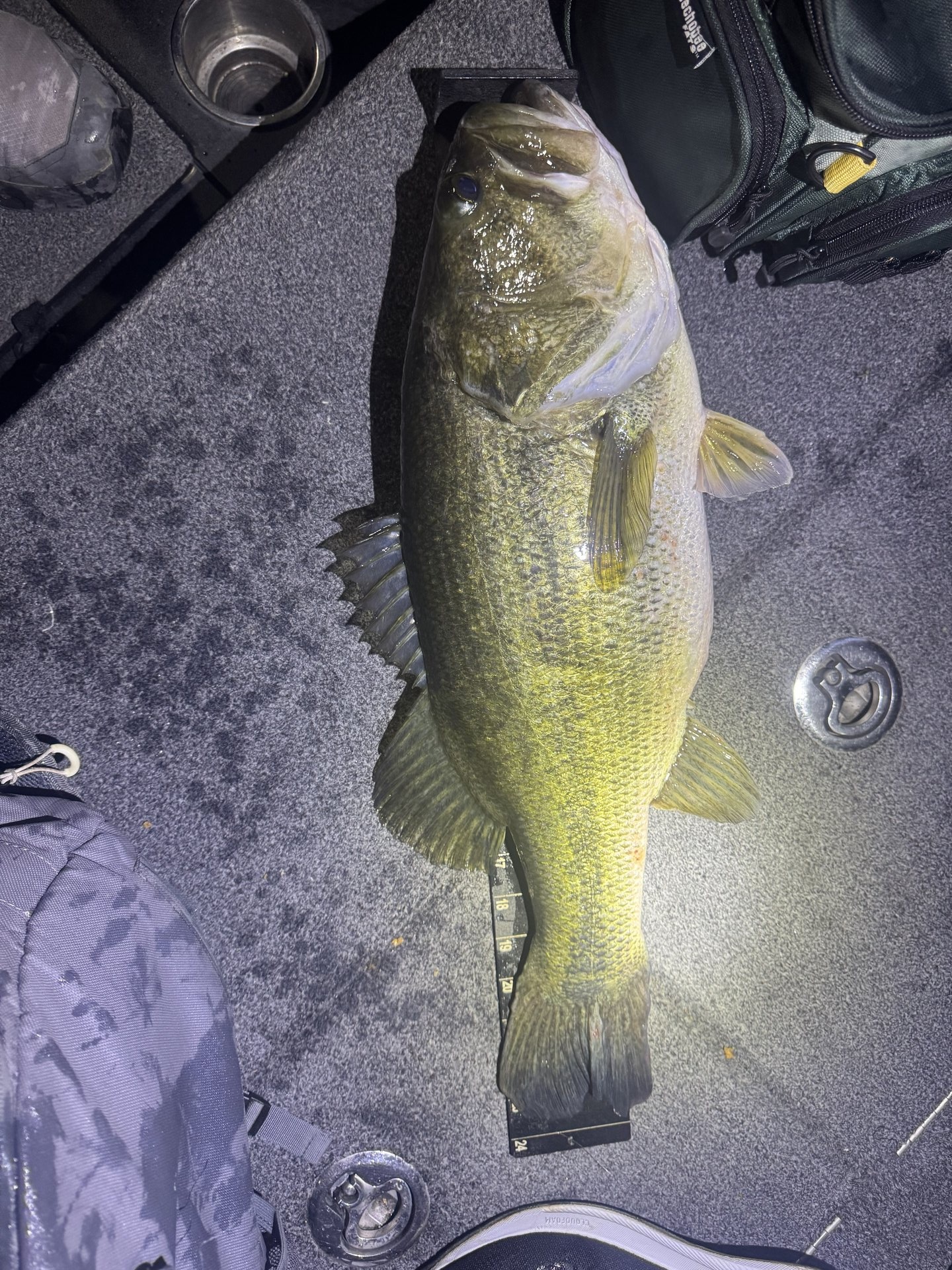 Largemouth Bass