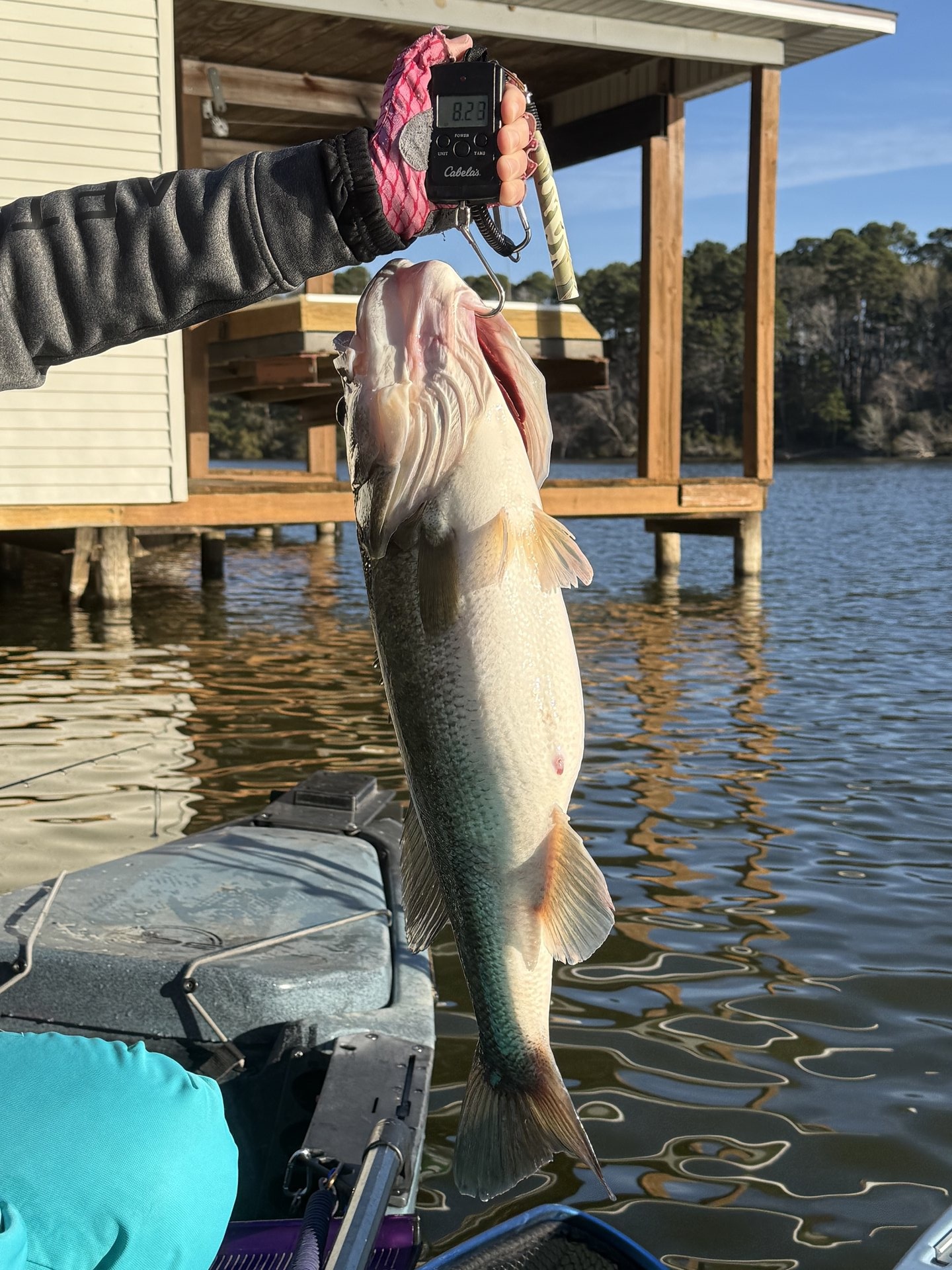 Largemouth Bass catch photo 2