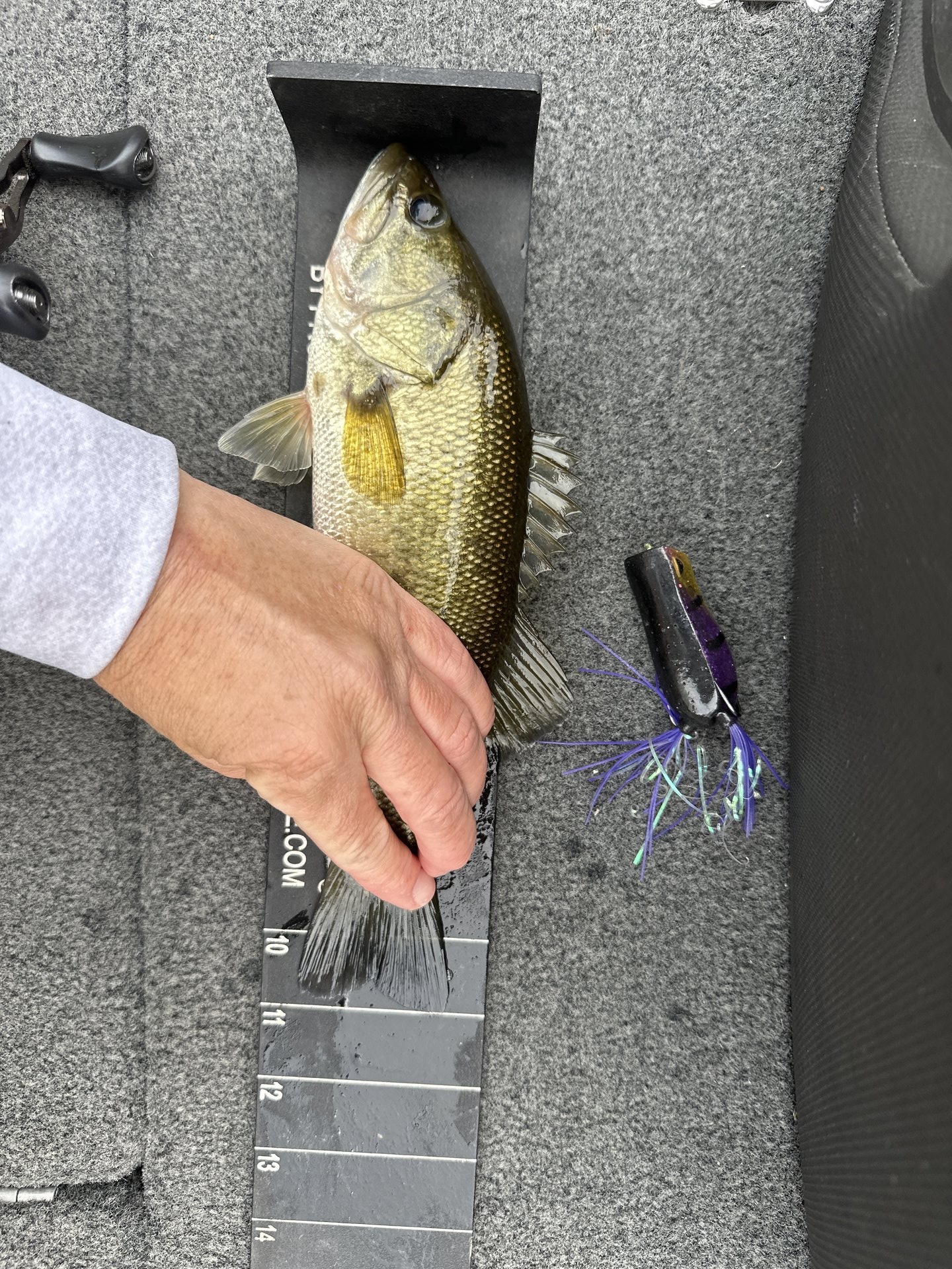 Largemouth Bass catch photo 3