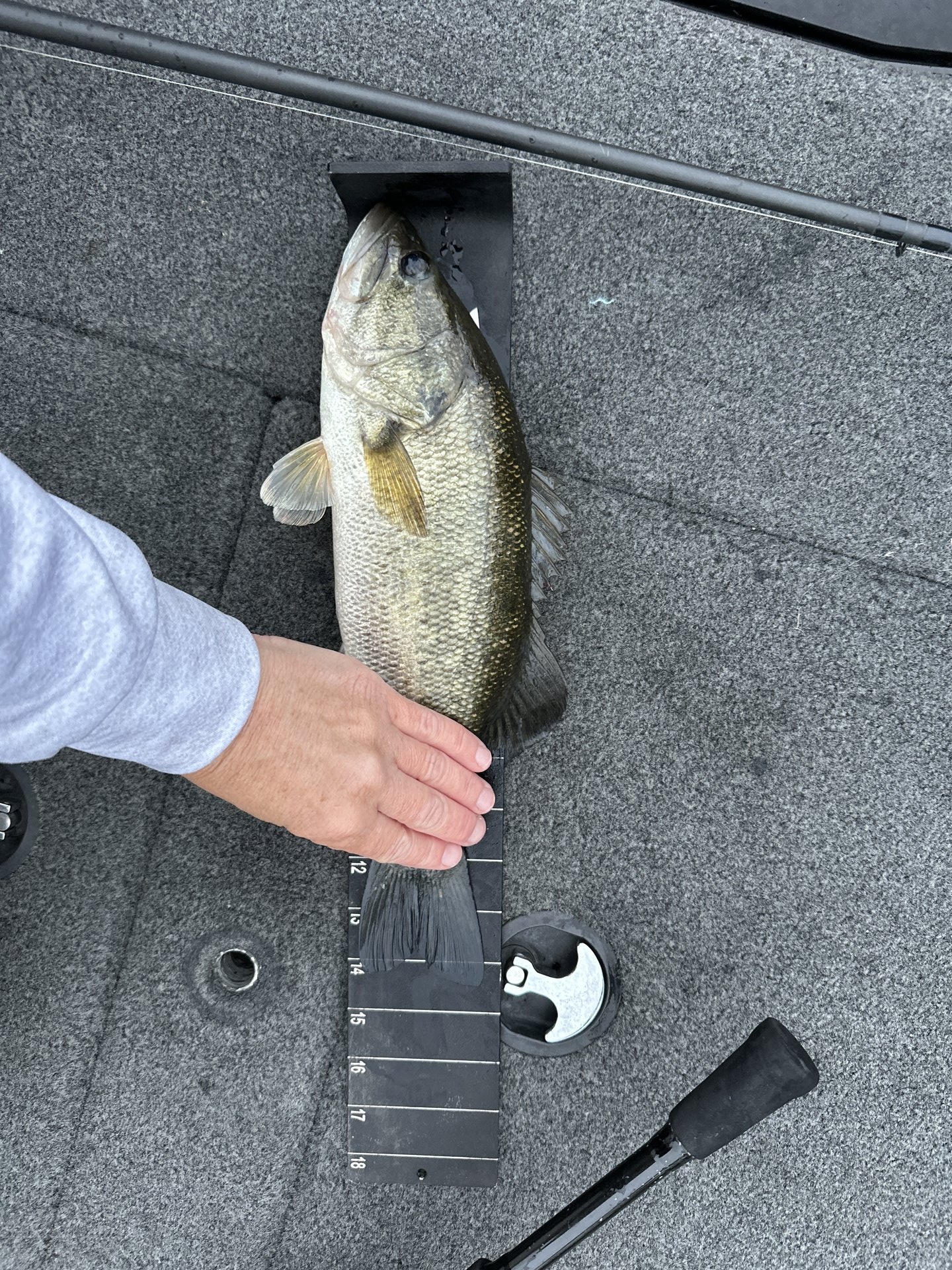Largemouth Bass catch photo 3