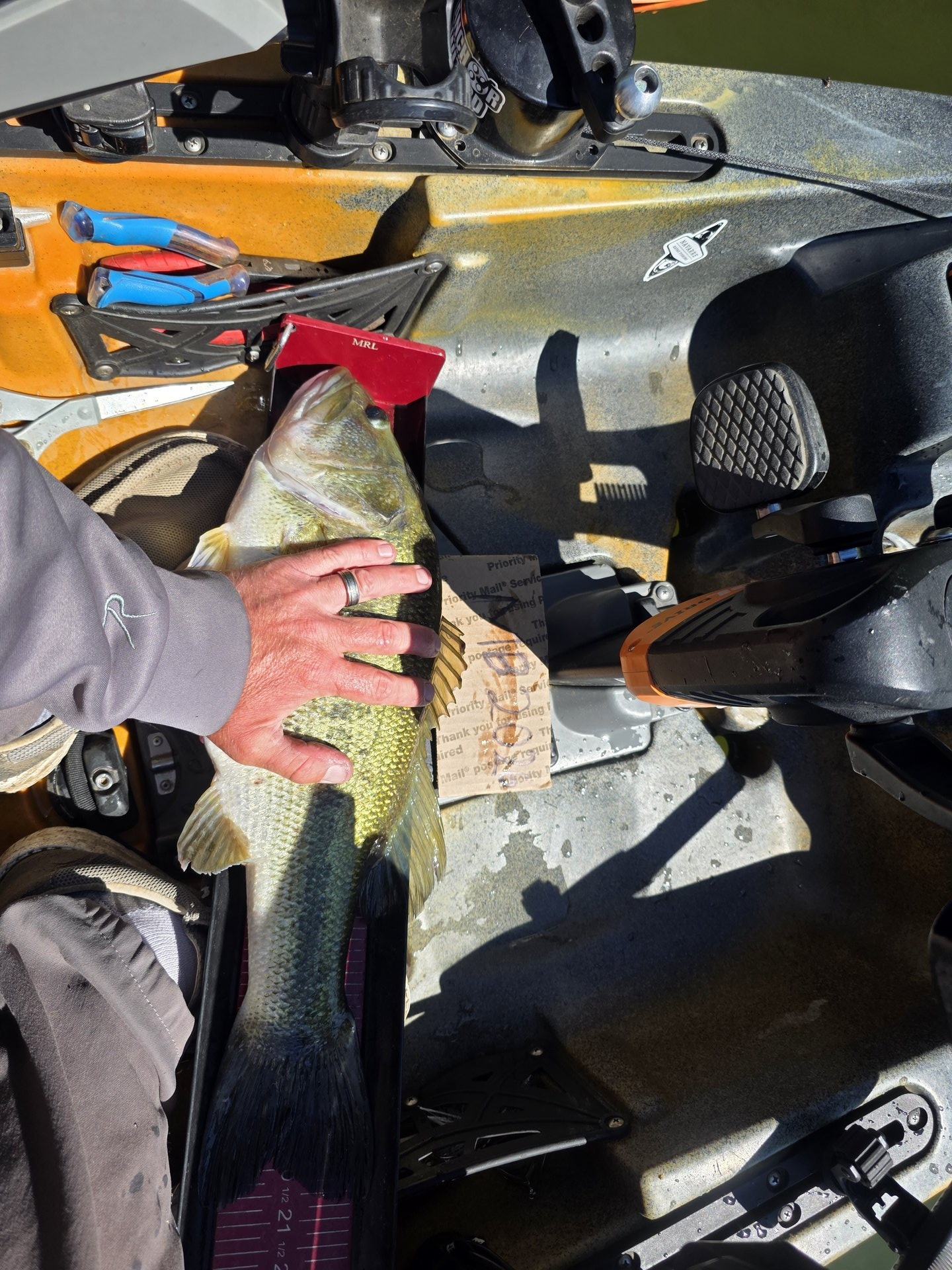 Largemouth Bass