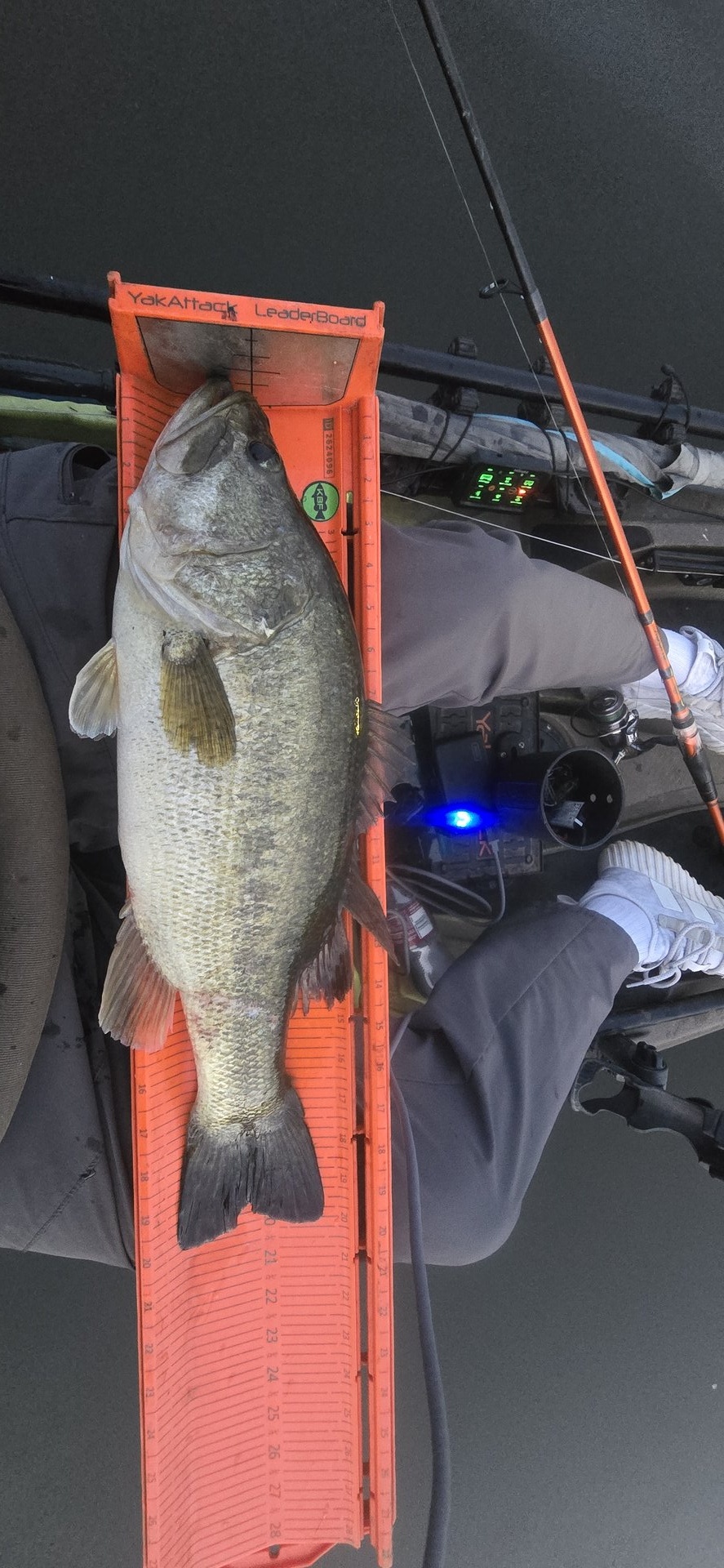 Largemouth Bass