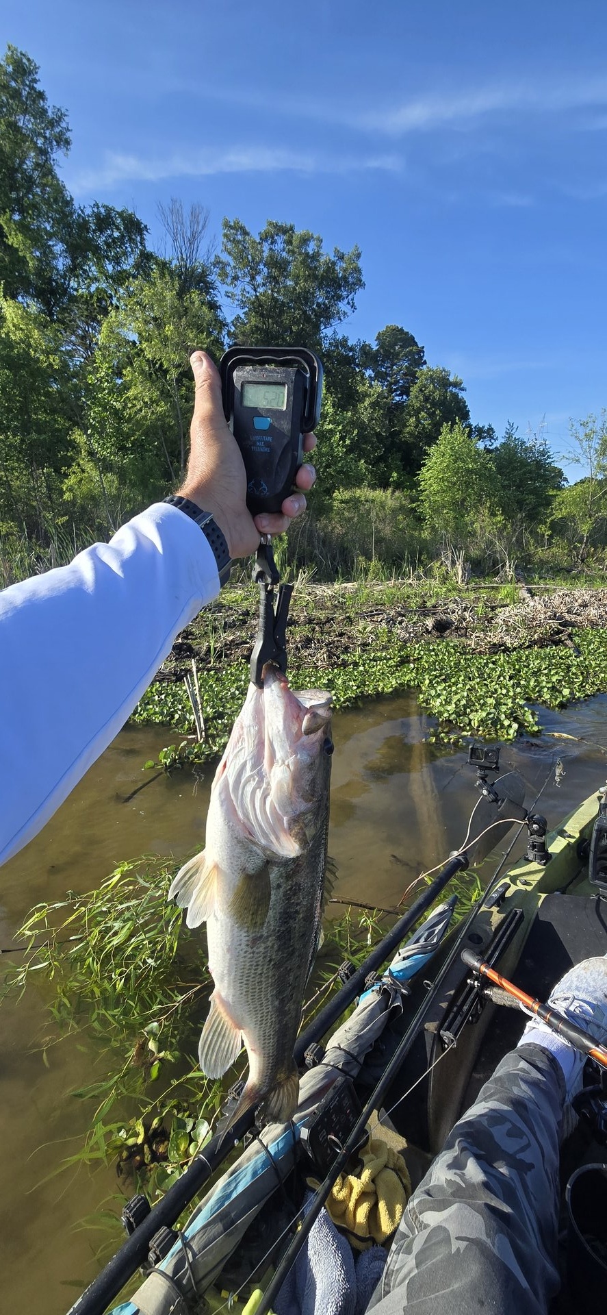 Largemouth Bass