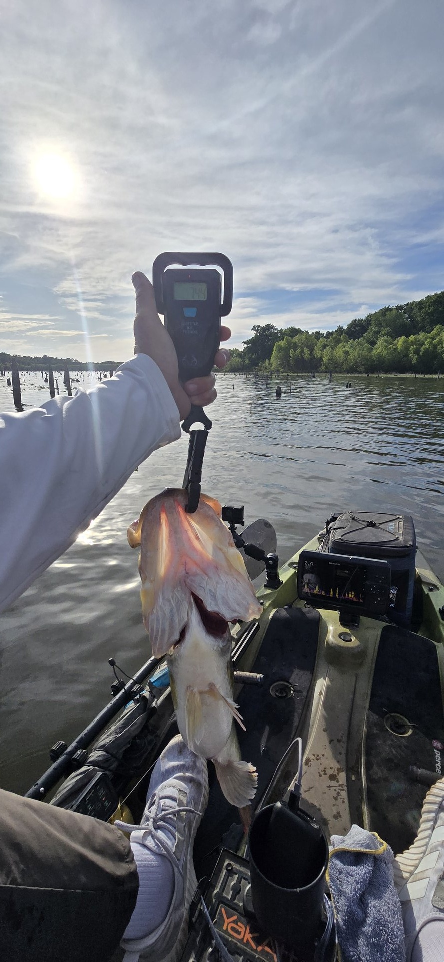 Largemouth Bass