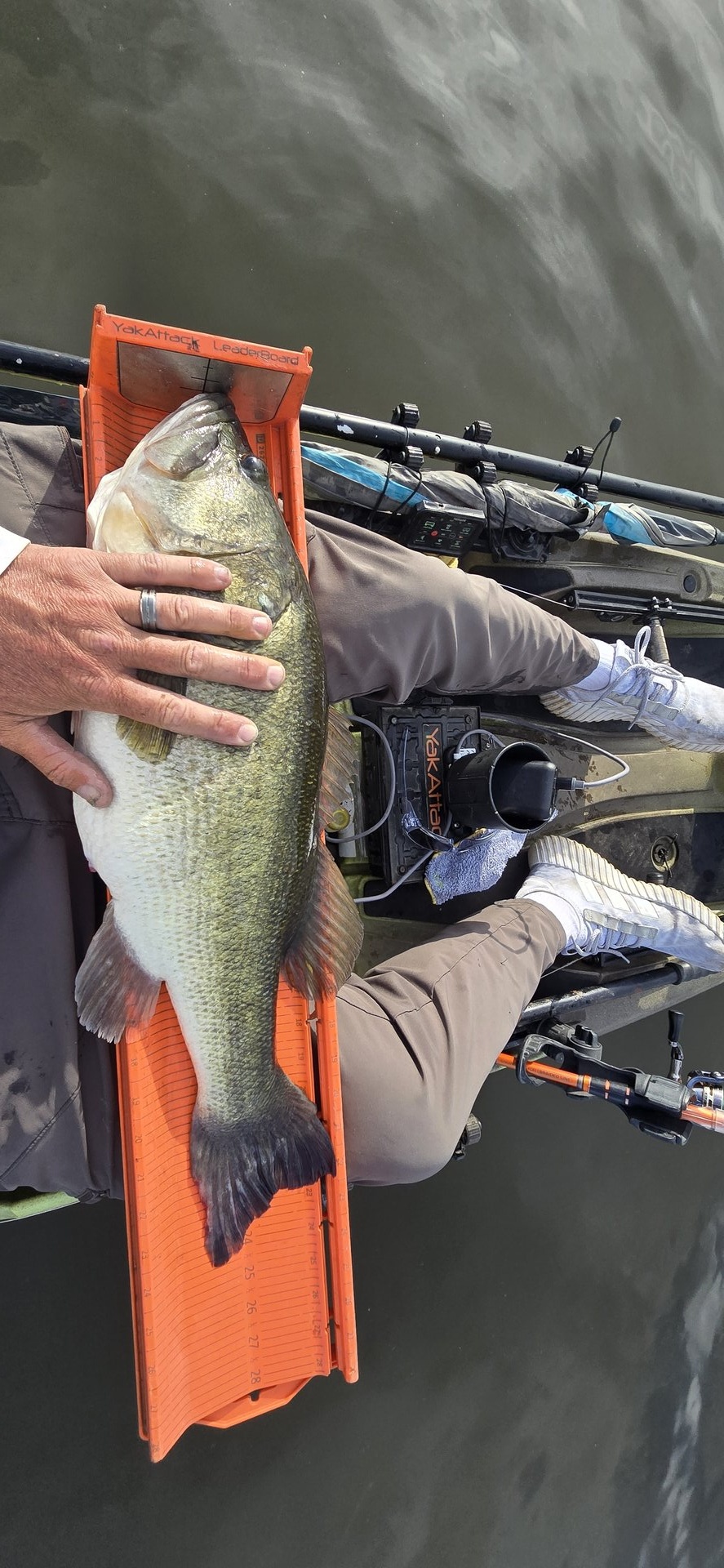 Largemouth Bass