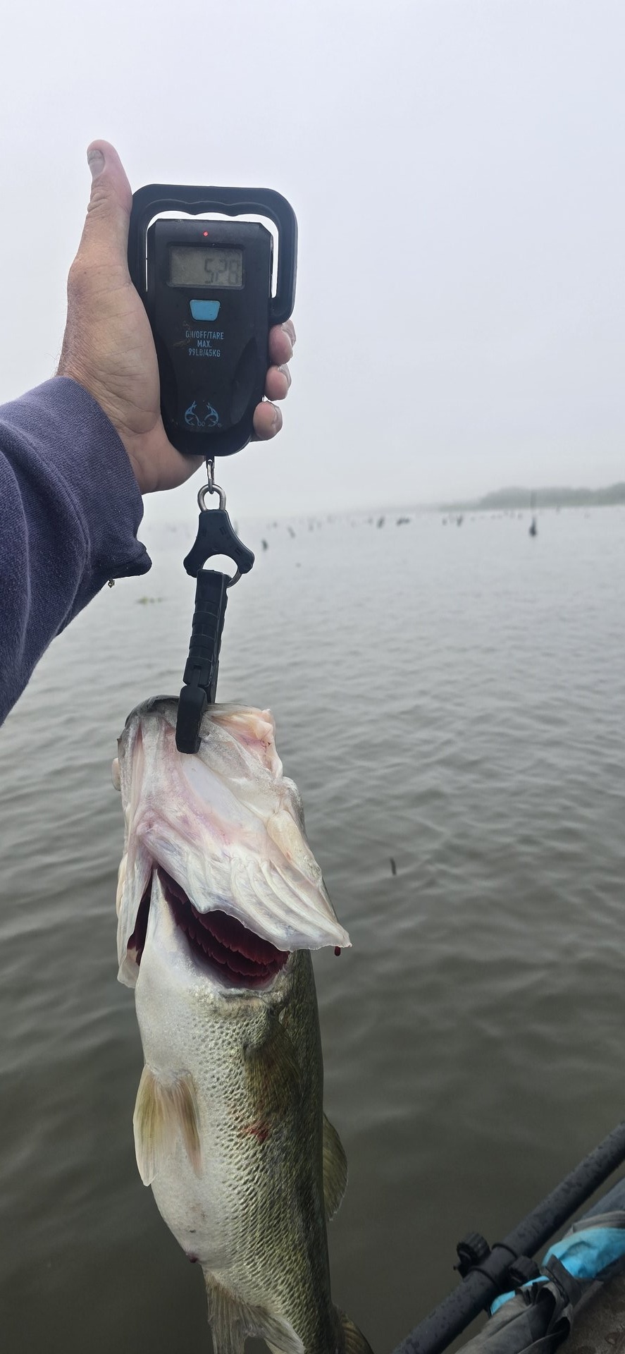 Largemouth Bass